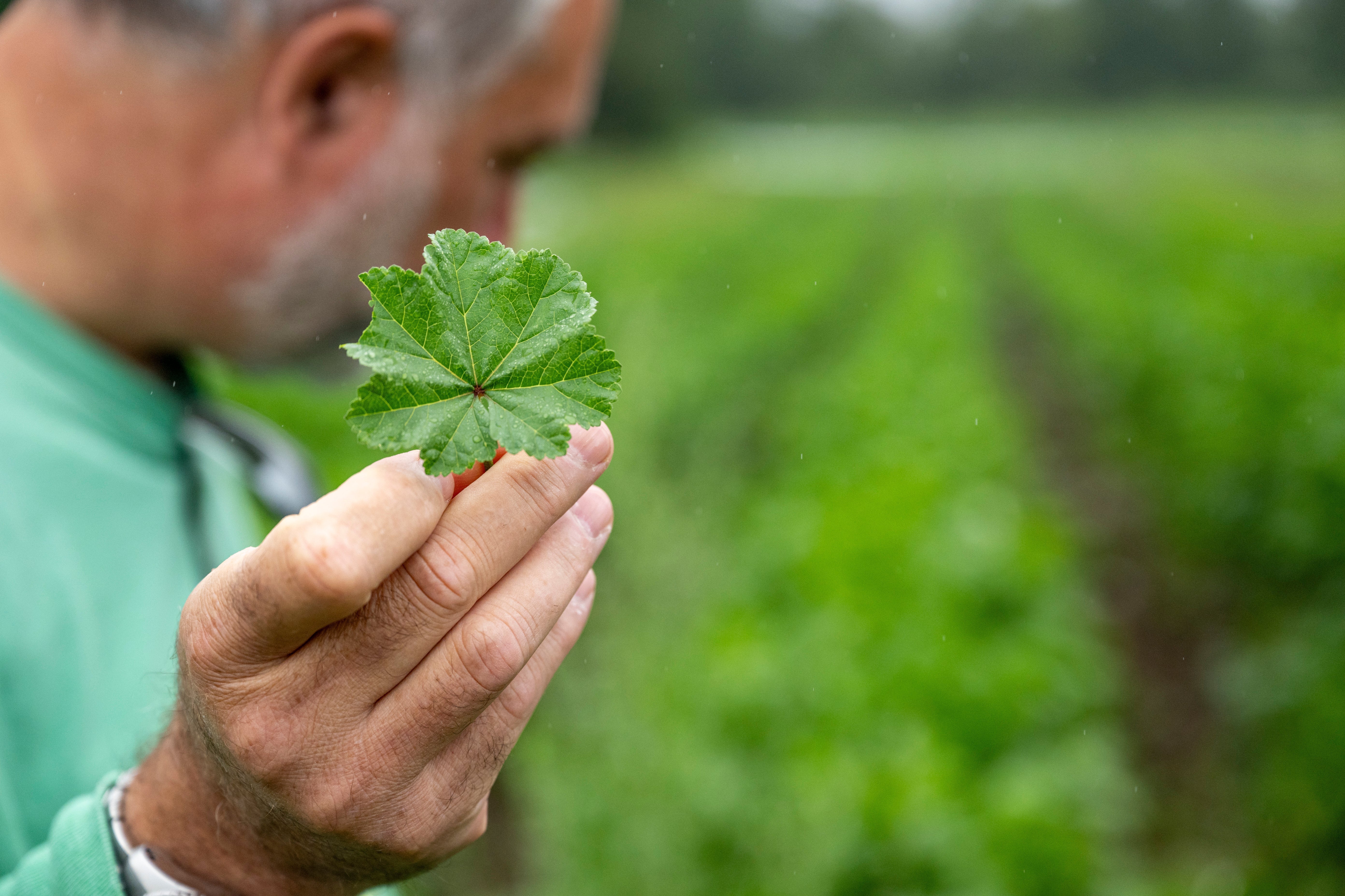 Farm Box Guide: Vegetables & Product Descriptions
