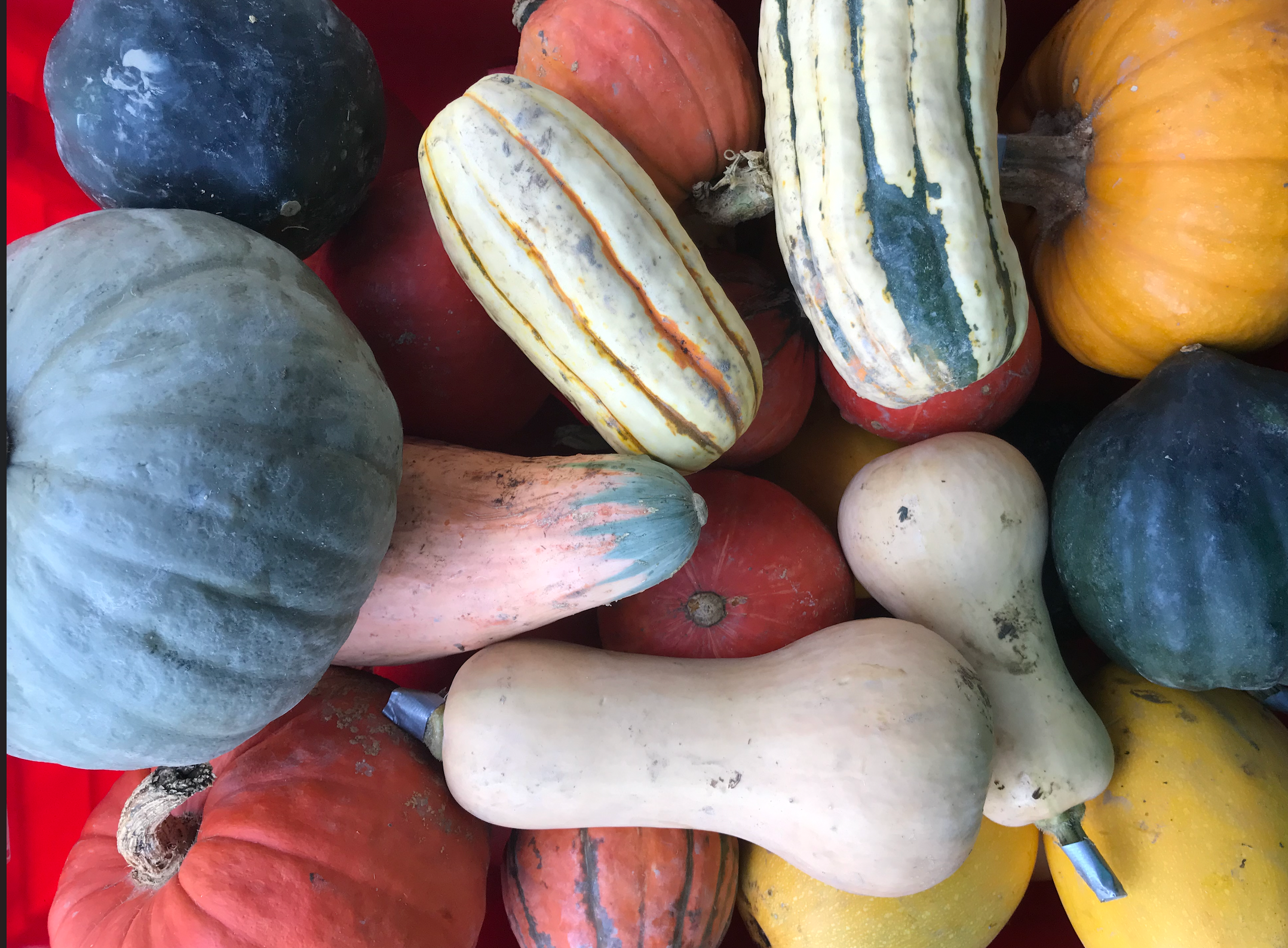 An assortment of winter squash grown by Norwich Meadows Farm for the fall season.