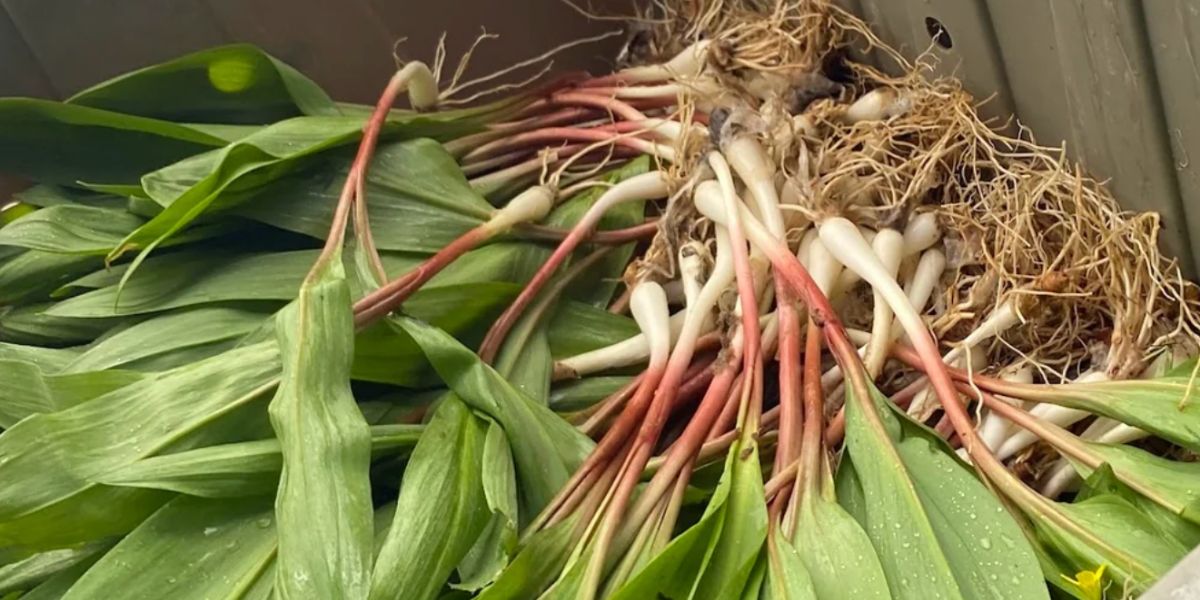 Spring Produce Guide: What’s Coming In Now