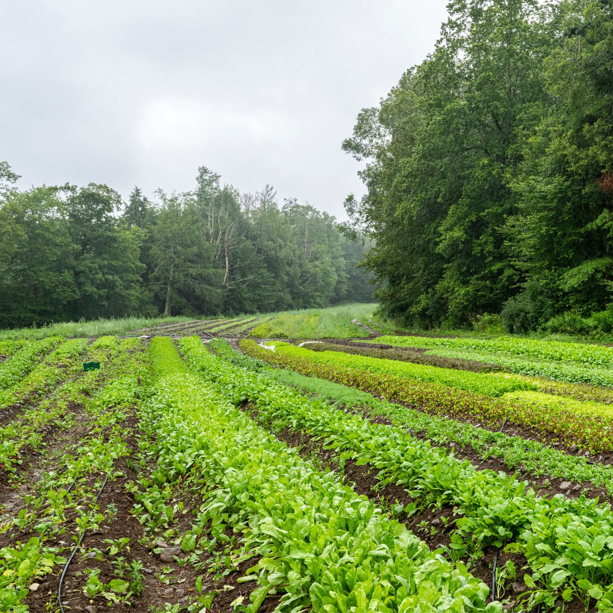 Diversity on Norwich Meadows Farm