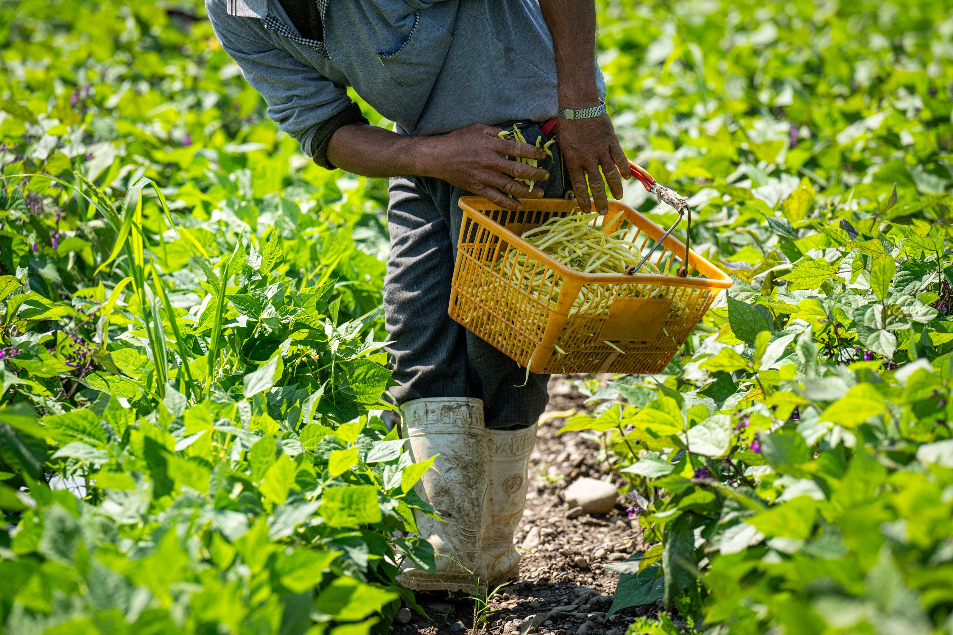 Harvesting yellow wax beans for the farmers market