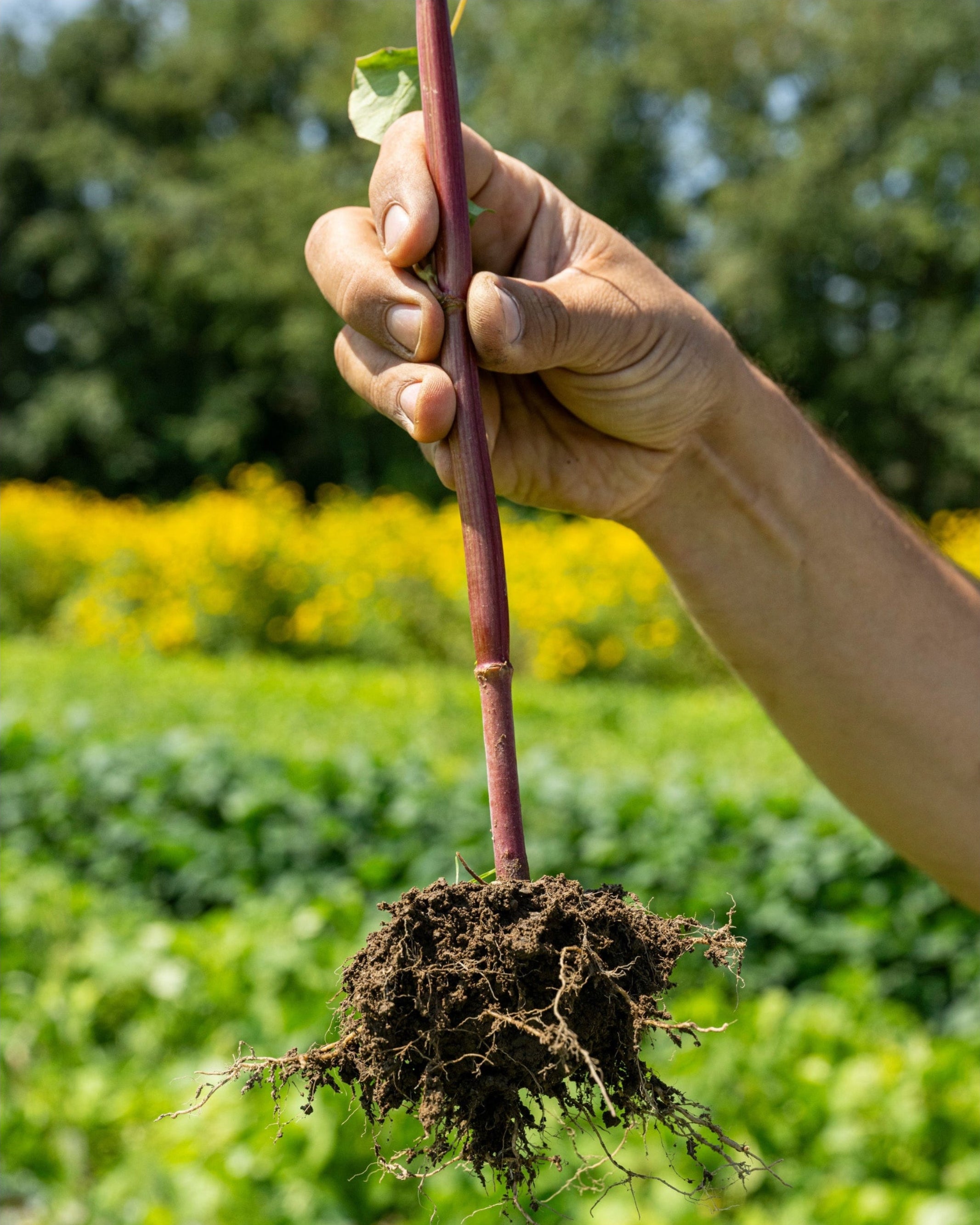 Knotweed on one of Norwich Meadows Fields.