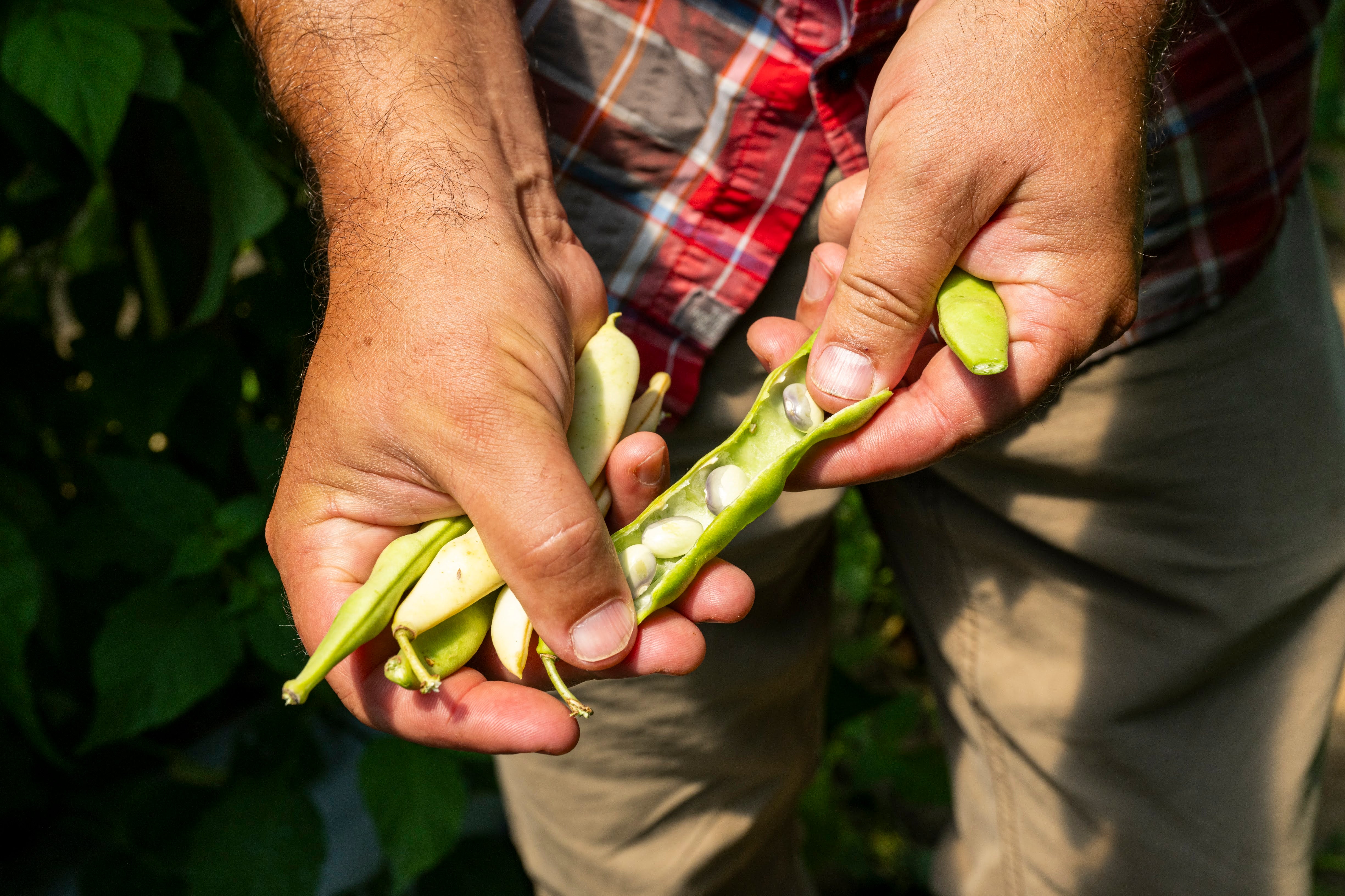 Fresh Shelling Bean Collection