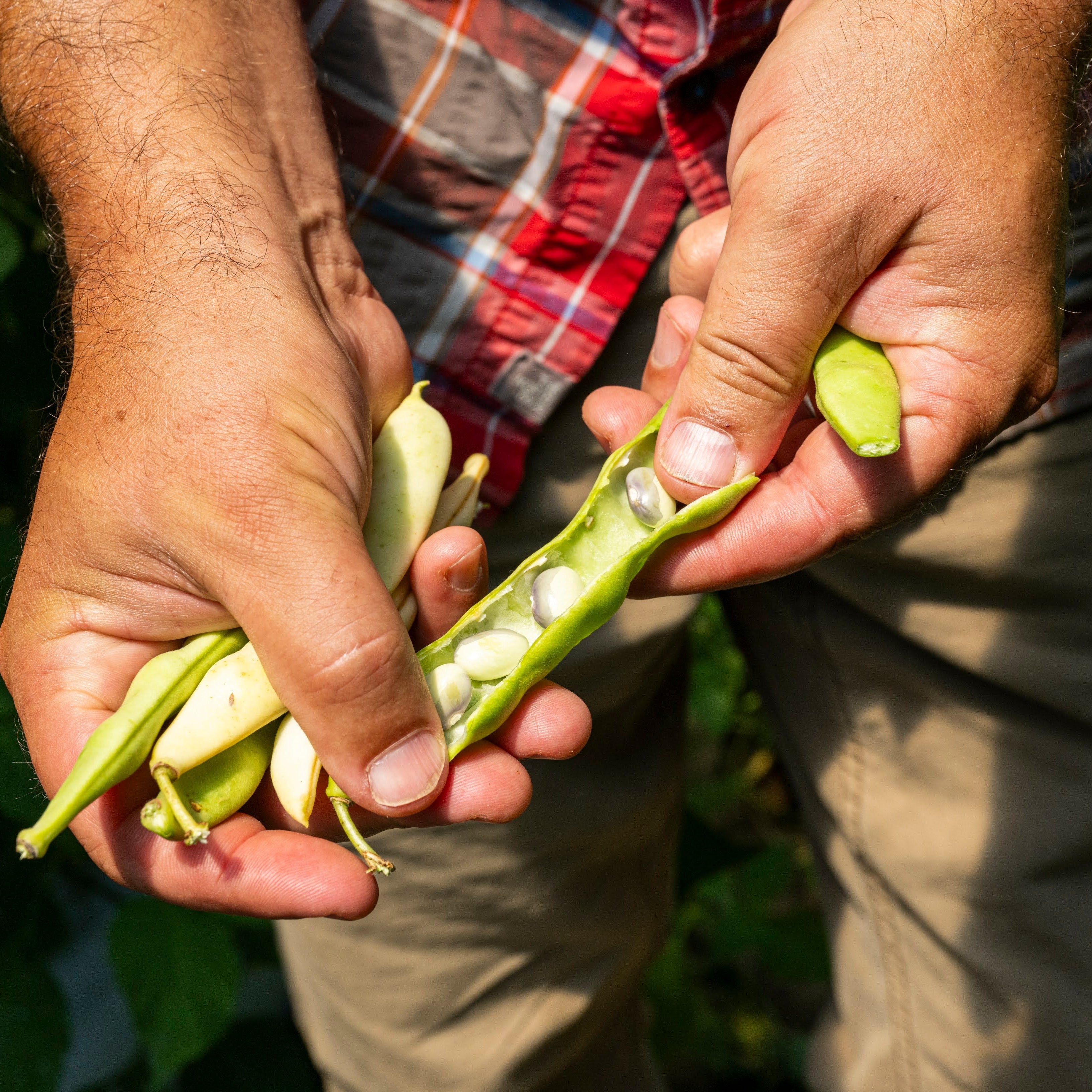 Shelling beans in the field to see if they are ready.