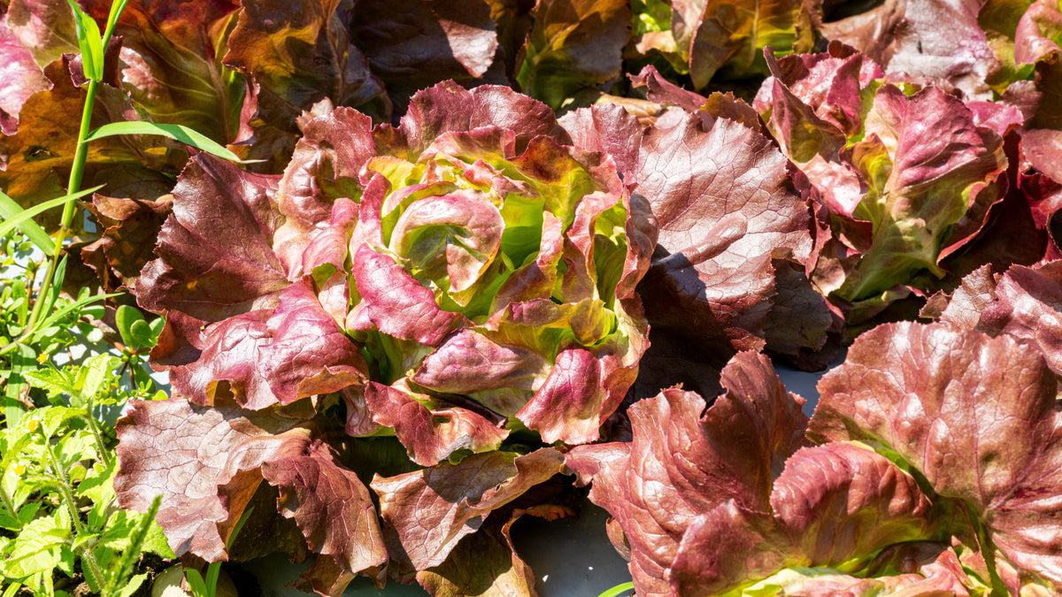 Sunlight hits our beautiful organic baby lettuce.