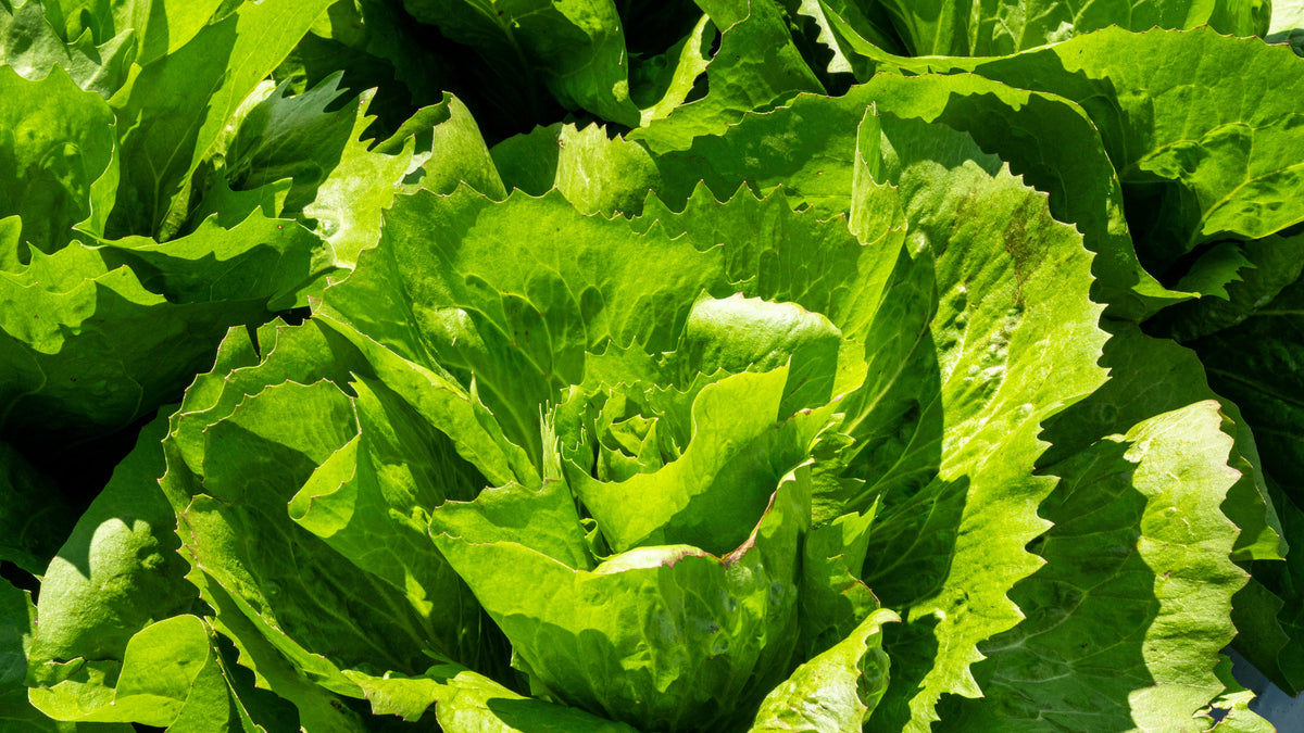 Unique varieties of color and flavor in our mixed baby lettuce mix.