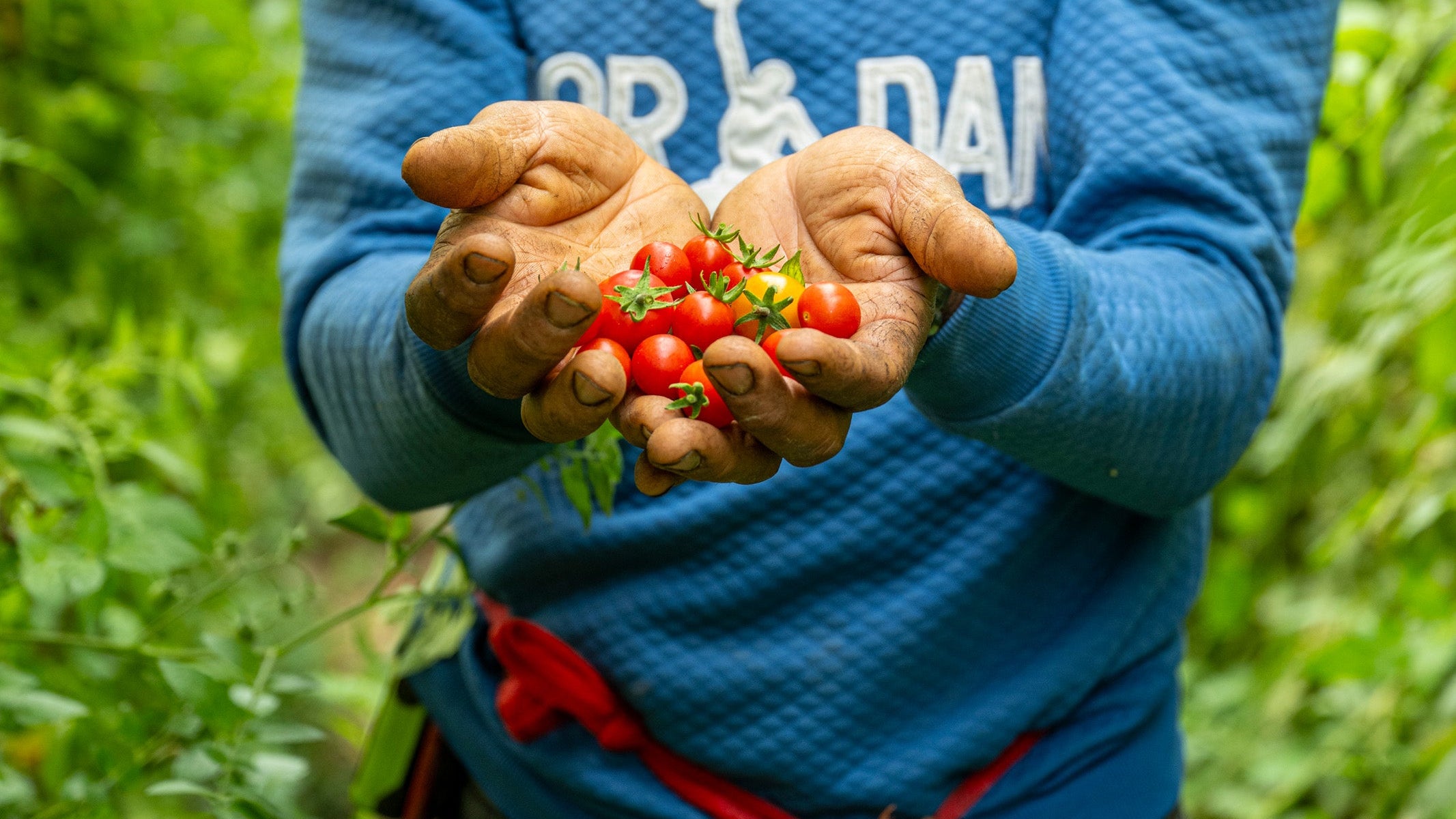 Regeneratve practices - our tomatoes are wonderful and nutrient dense.