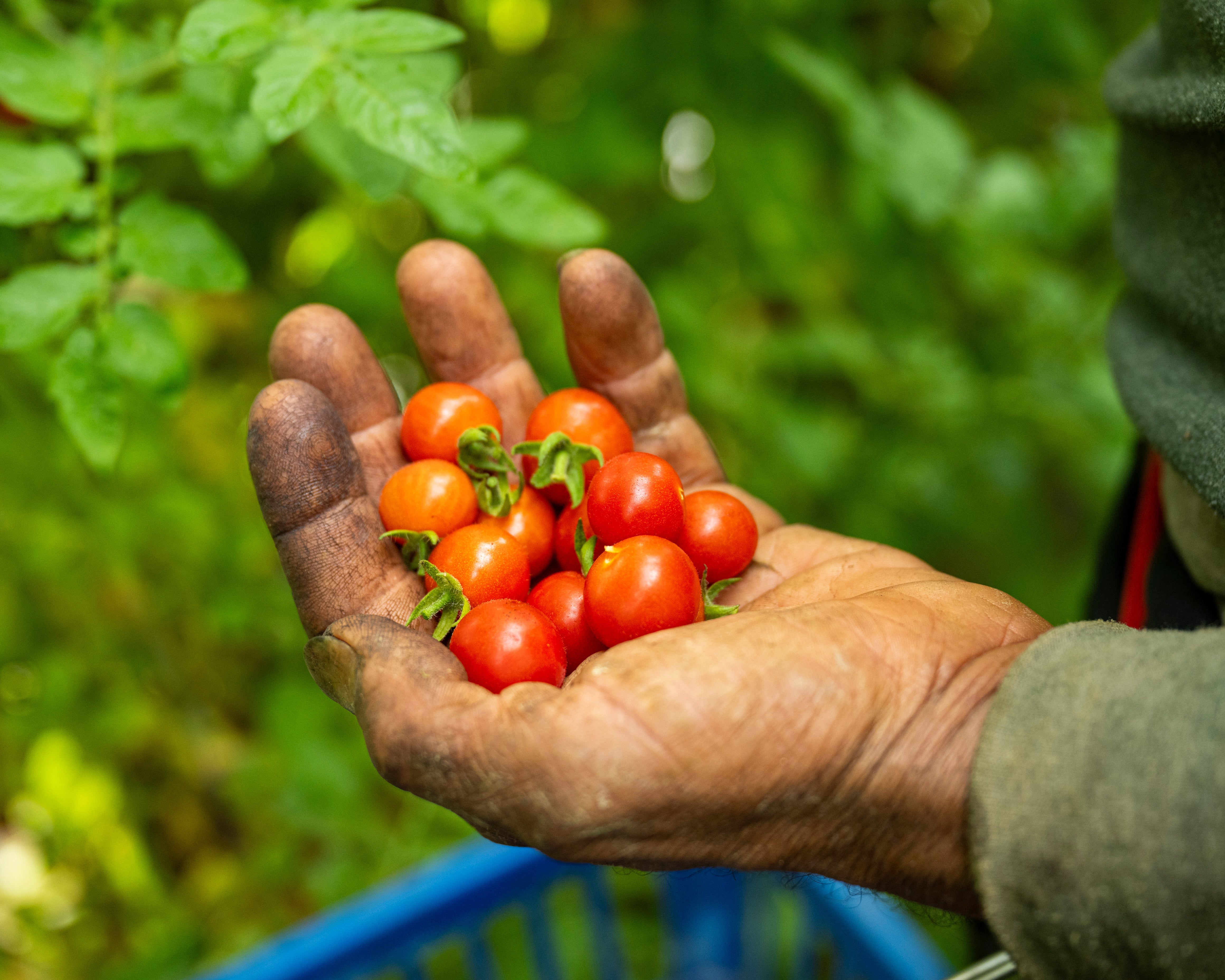Fresh harvested summer tomatoes from Norwich Meadows Farm