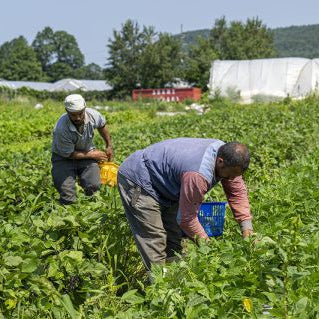 Two farmers working in a field At Norwich harvesting