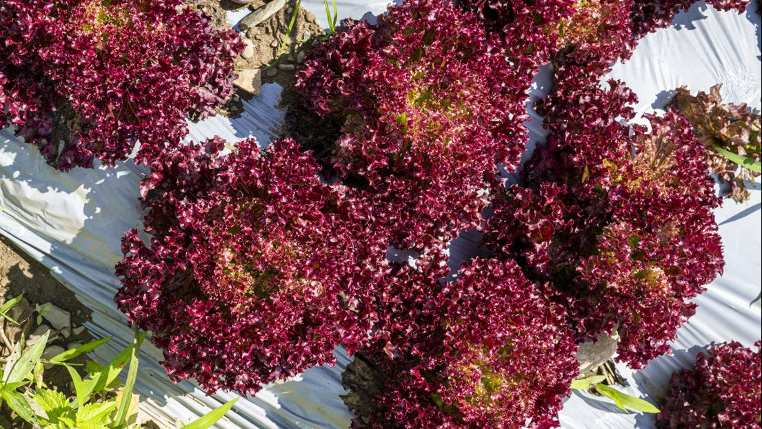 Lettuce red crsp growing in the field in norwiich.