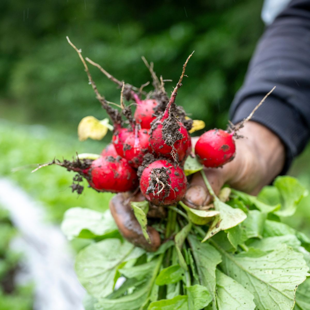 Regenerative grown radish from norwich meadows farm.