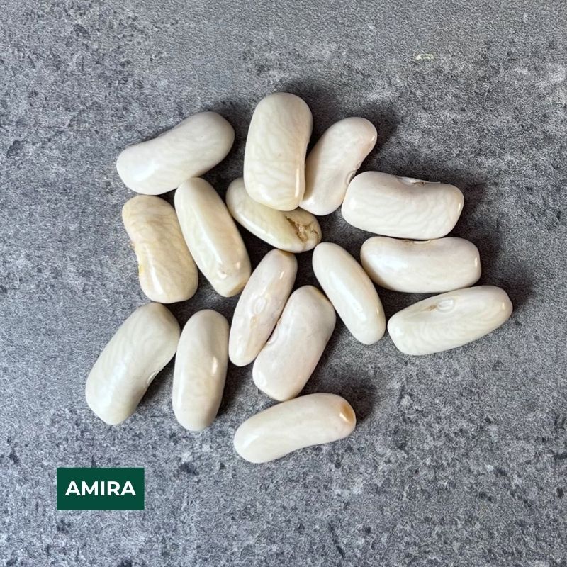 Cornell Dry Bean Collection – 2026 Harvest
