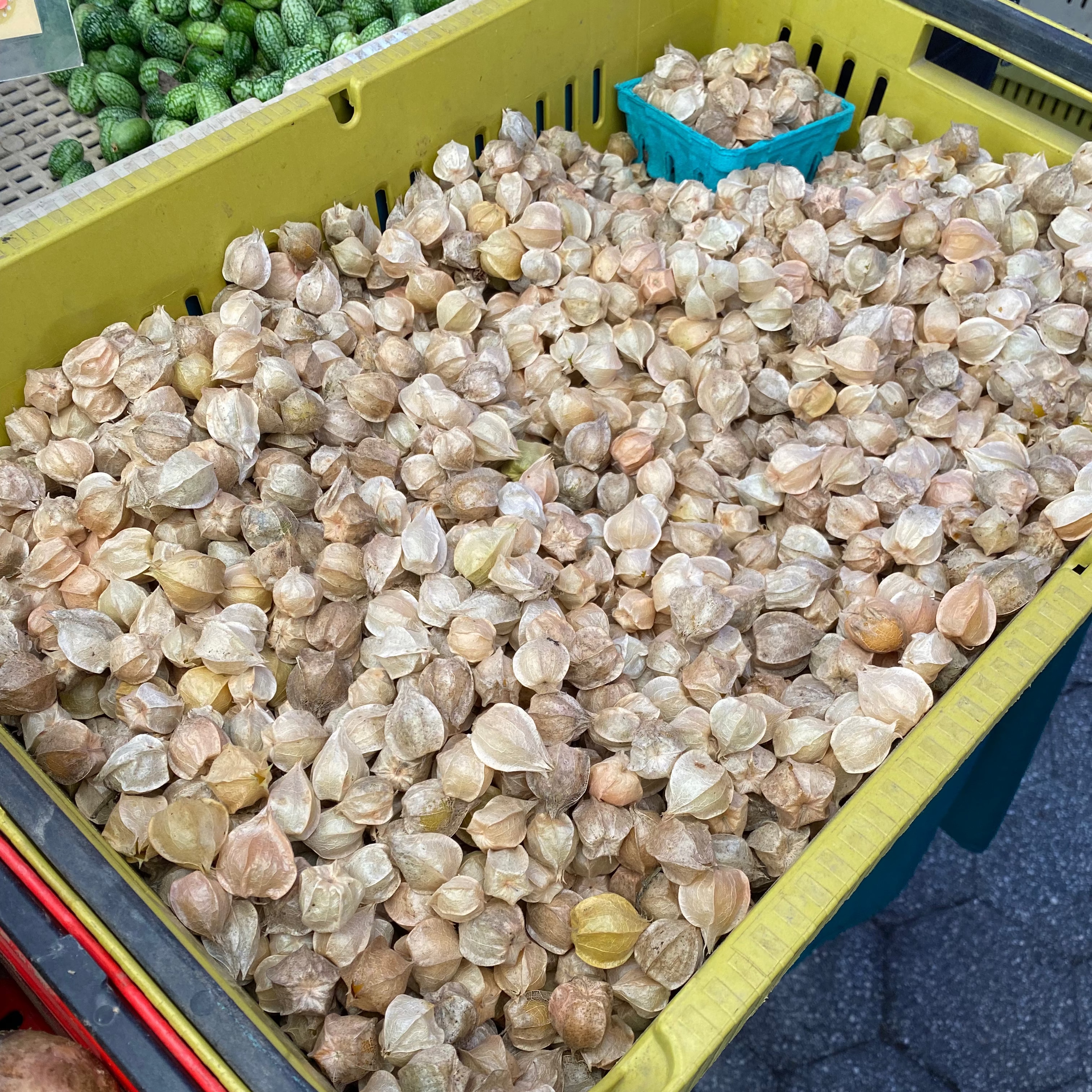 Husk Cherries after harvest getting ready for Union Square Green Market