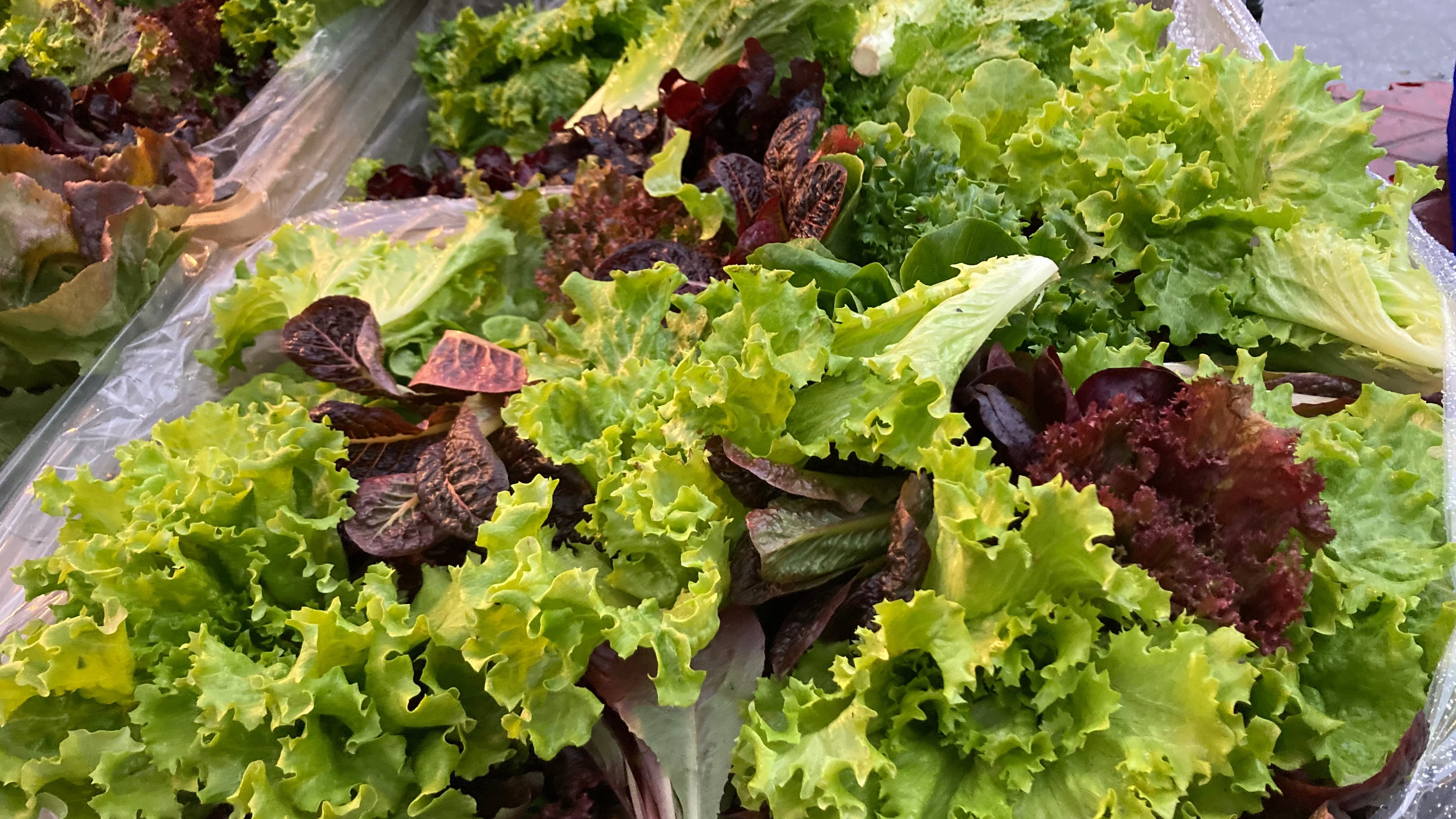 Assortment of Organic Mixed Baby Lettuce from Norwich Meadows Farm