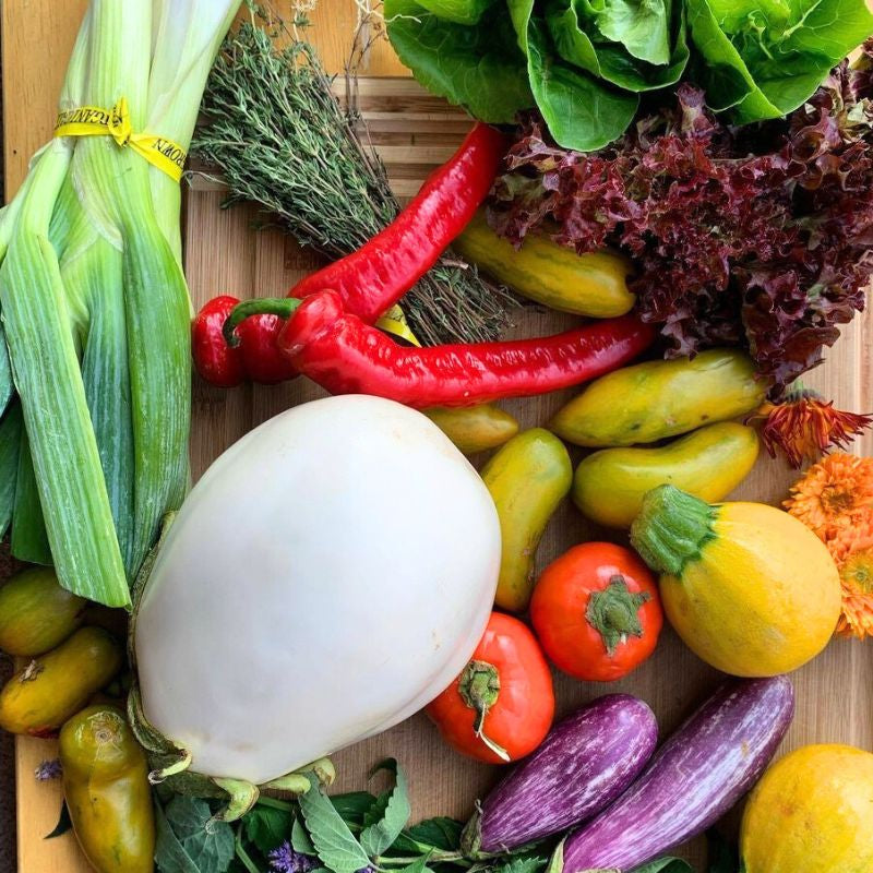 Summer CSA assortment with squash, eggplant, Jimmy Nardello peppers, lettuce, and leeks
