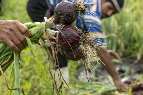 harvesting onions on norwich meadows farm