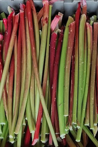 RHUBARB just harvested for CSA
