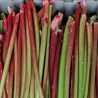 RHUBARB just harvested for CSA