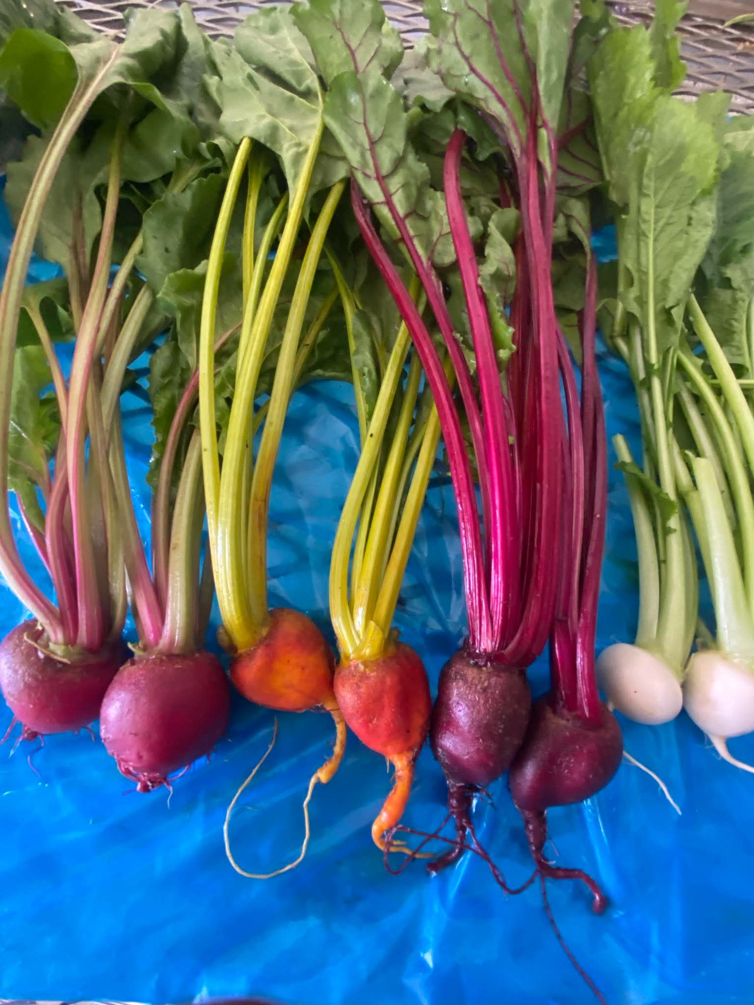 An Assortment of baby beets from norwich meadows farm