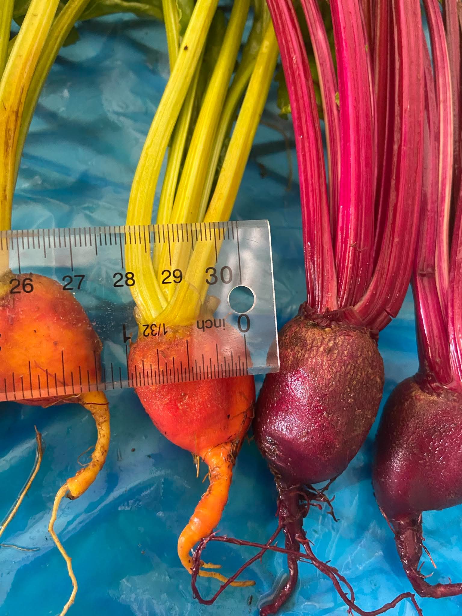 Gold beet measurement