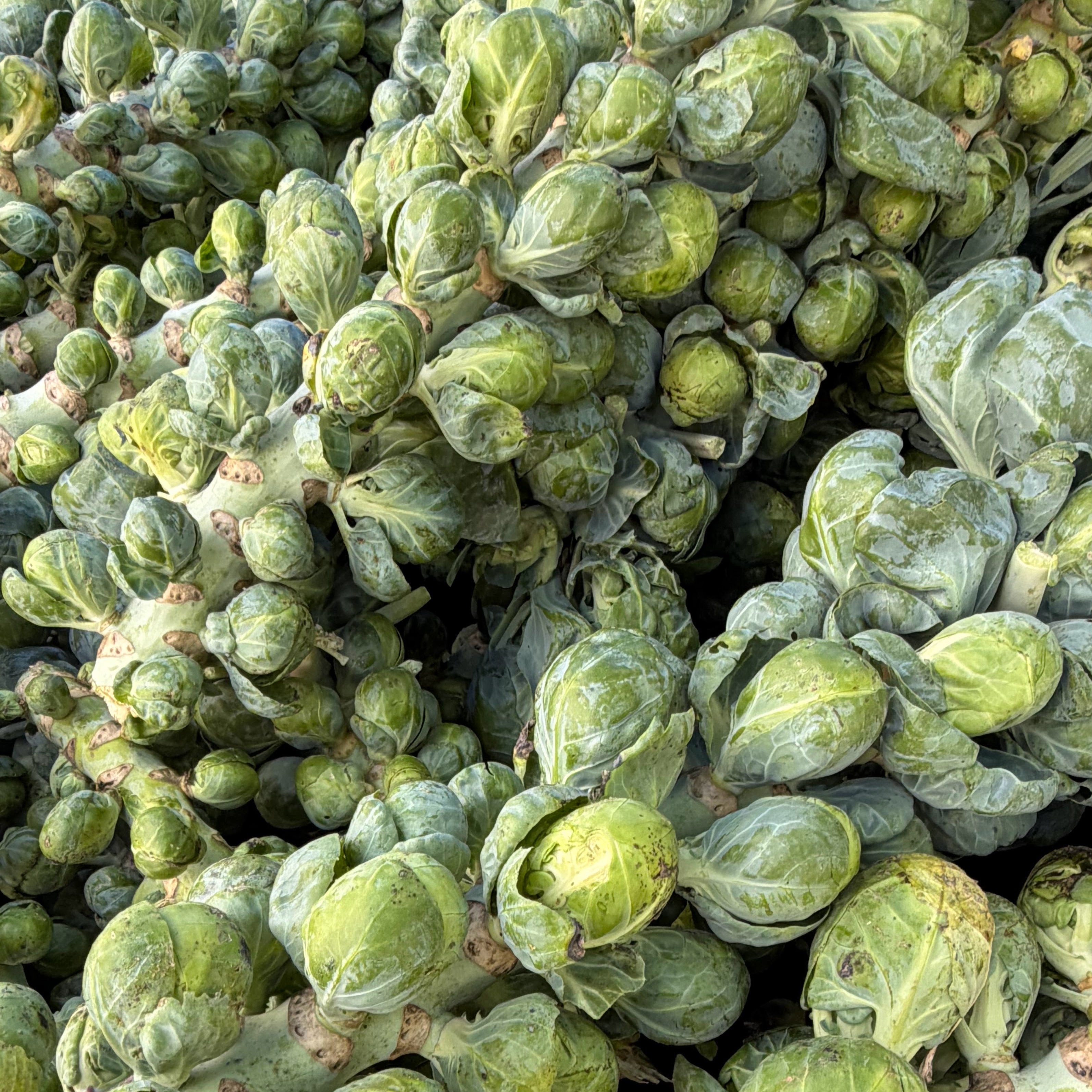 Brussels sprouts at Norwich Meadwos Farm stand at union square farmers market shipped fresh in farm box nationwide