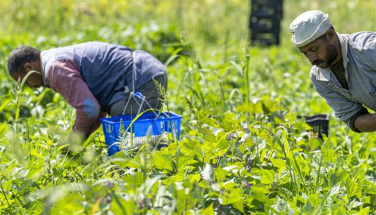 Pick your produce and will will harvest and ship to you