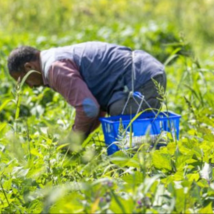 Pick your produce and will will harvest and ship to you