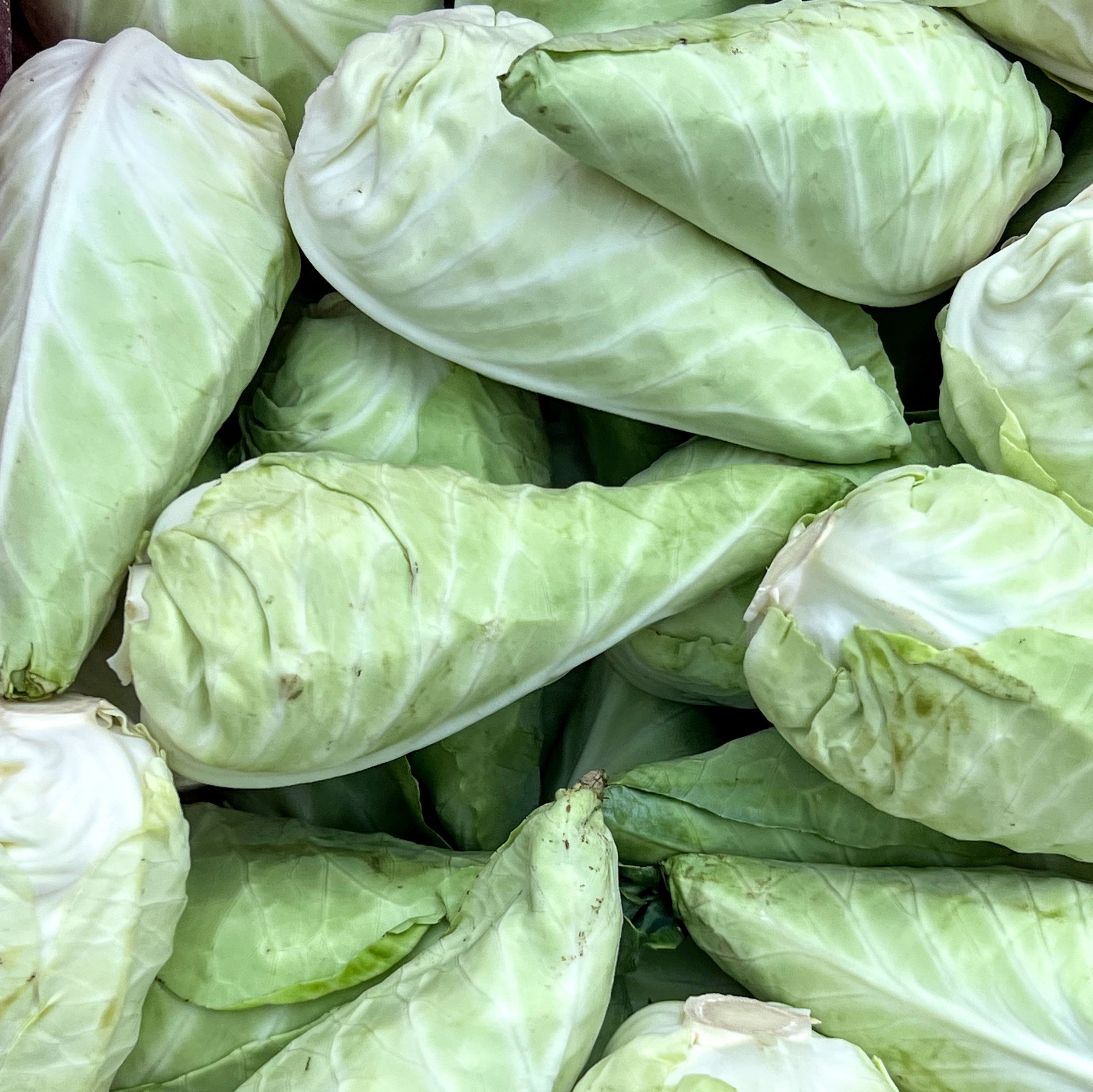 Caraflex (Hipsi Cone) cabbage — a tender, cone-shaped variety grown by Norwich Meadows Farm and used by top New York City restaurants. Included in our Fall Harvest Box.