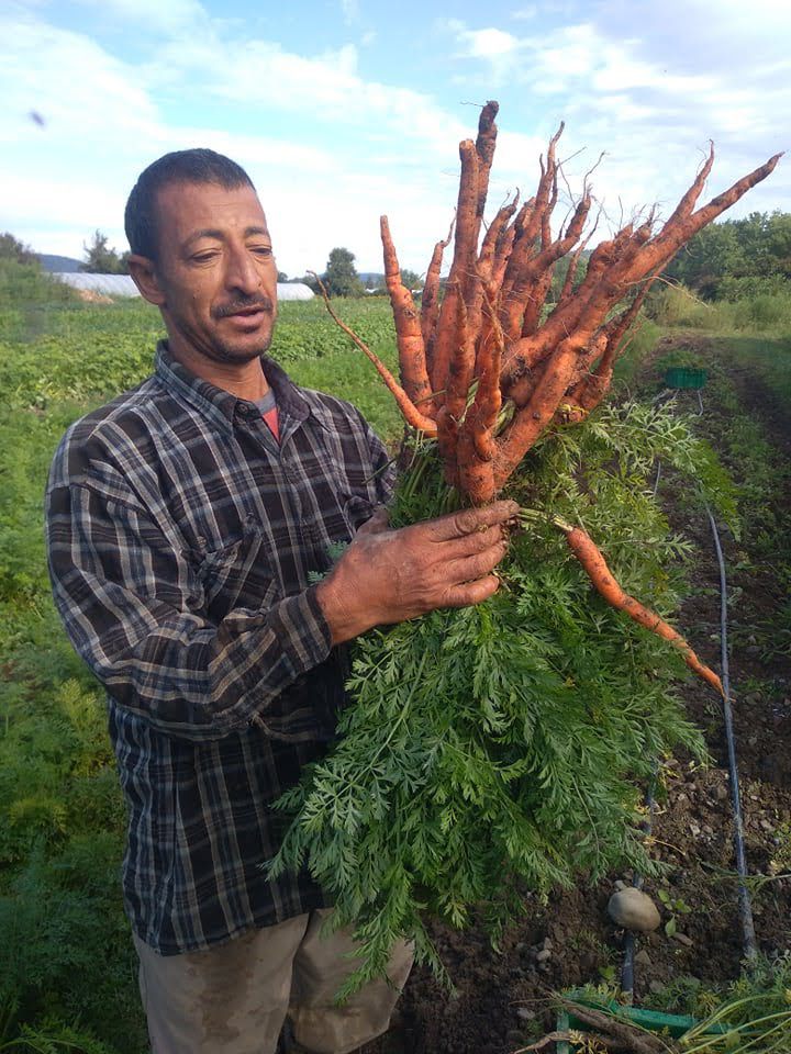 Harvesting Fresh Carrots for the harvest. box