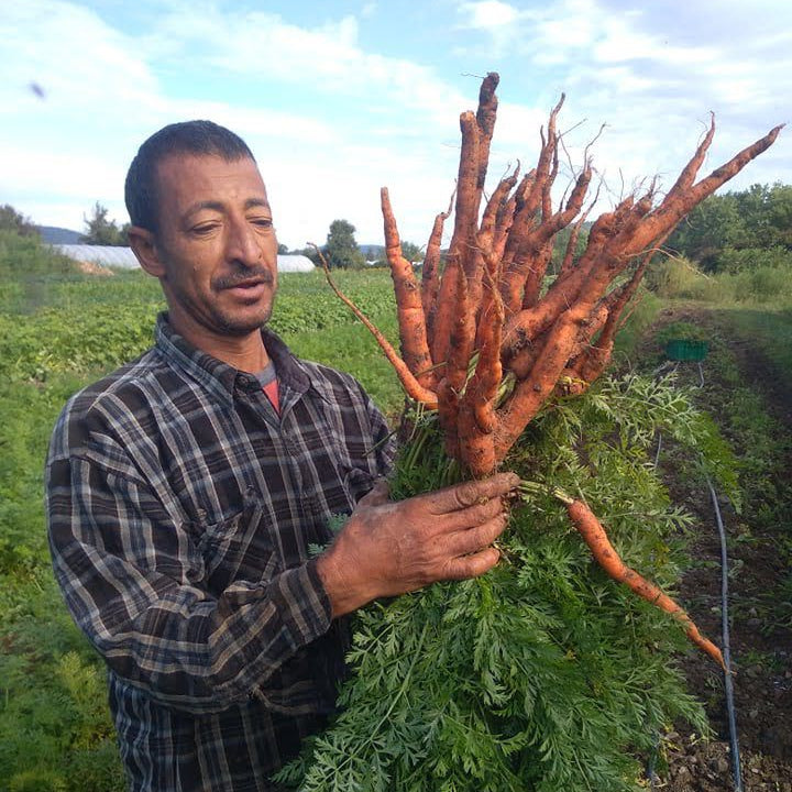 Harvesting Fresh Carrots for the harvest. box