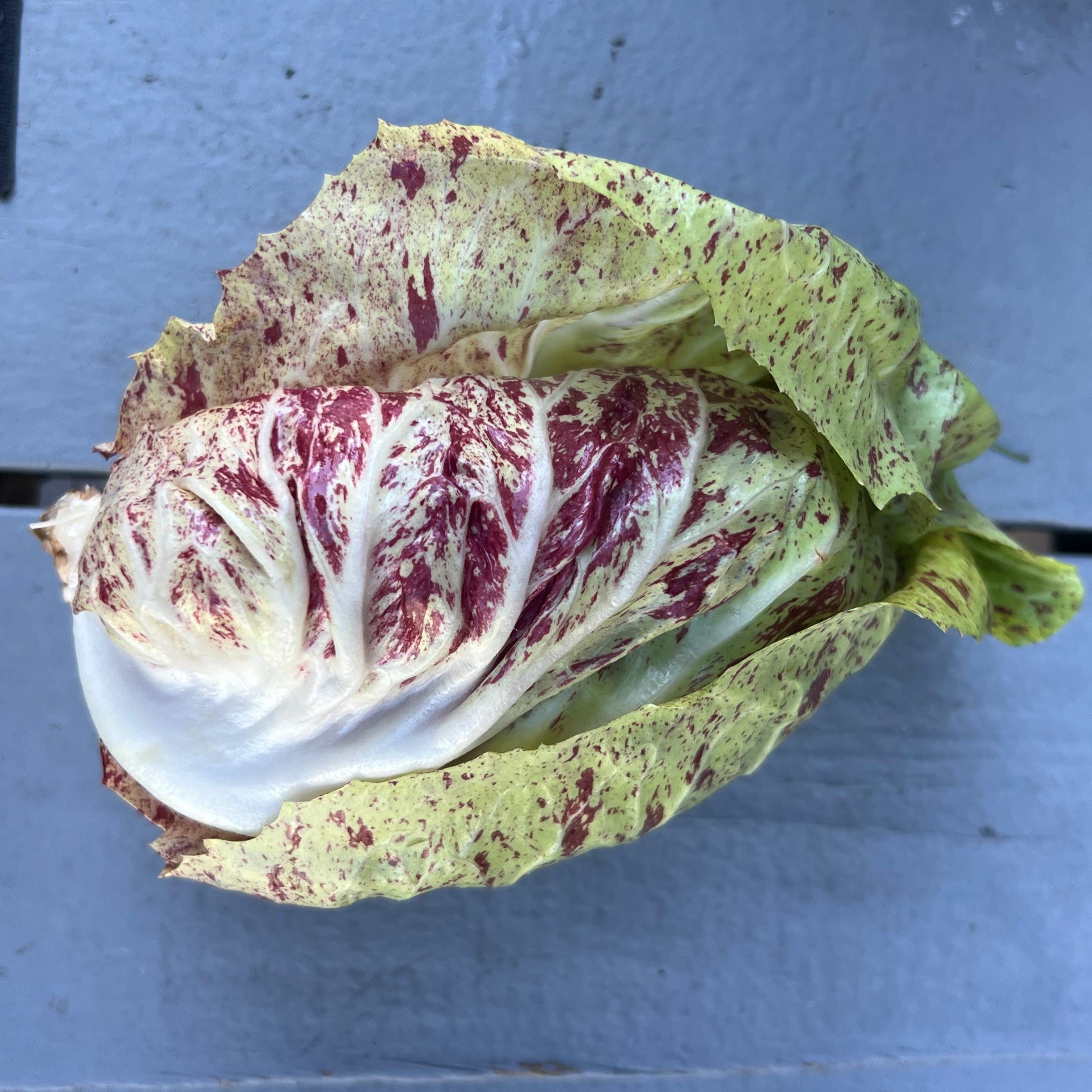 Variegated Castelfranco radicchio — pale green with red speckles — grown at Norwich Meadows Farm, part of our Italian Radicchio Box.