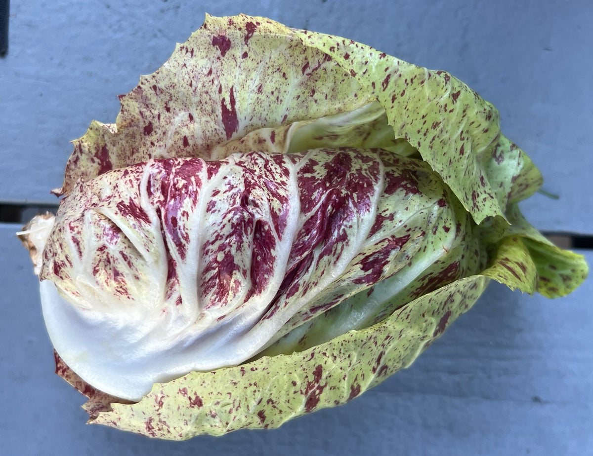 Variegated Castelfranco radicchio — pale green with red speckles — grown at Norwich Meadows Farm, part of our Italian Radicchio Box.