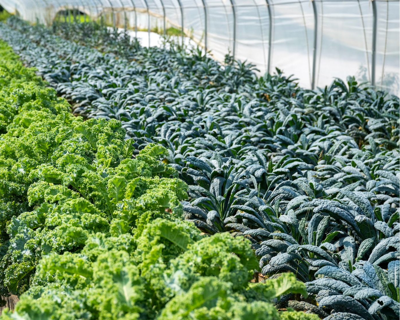 Kale in the North Norwich High Tunnels