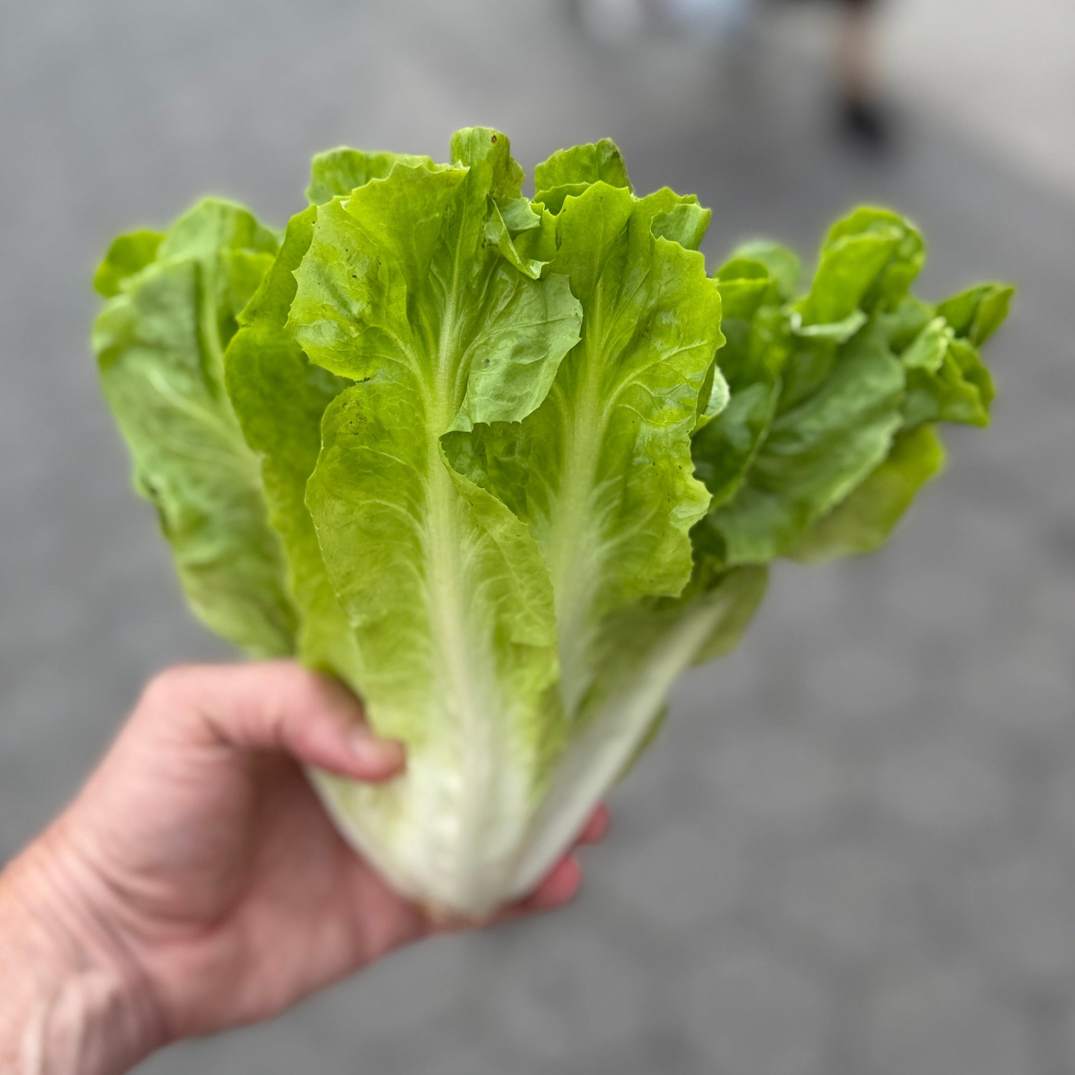 Wonderful escaorle grown at Norwich Meadows farm. A summer treat.