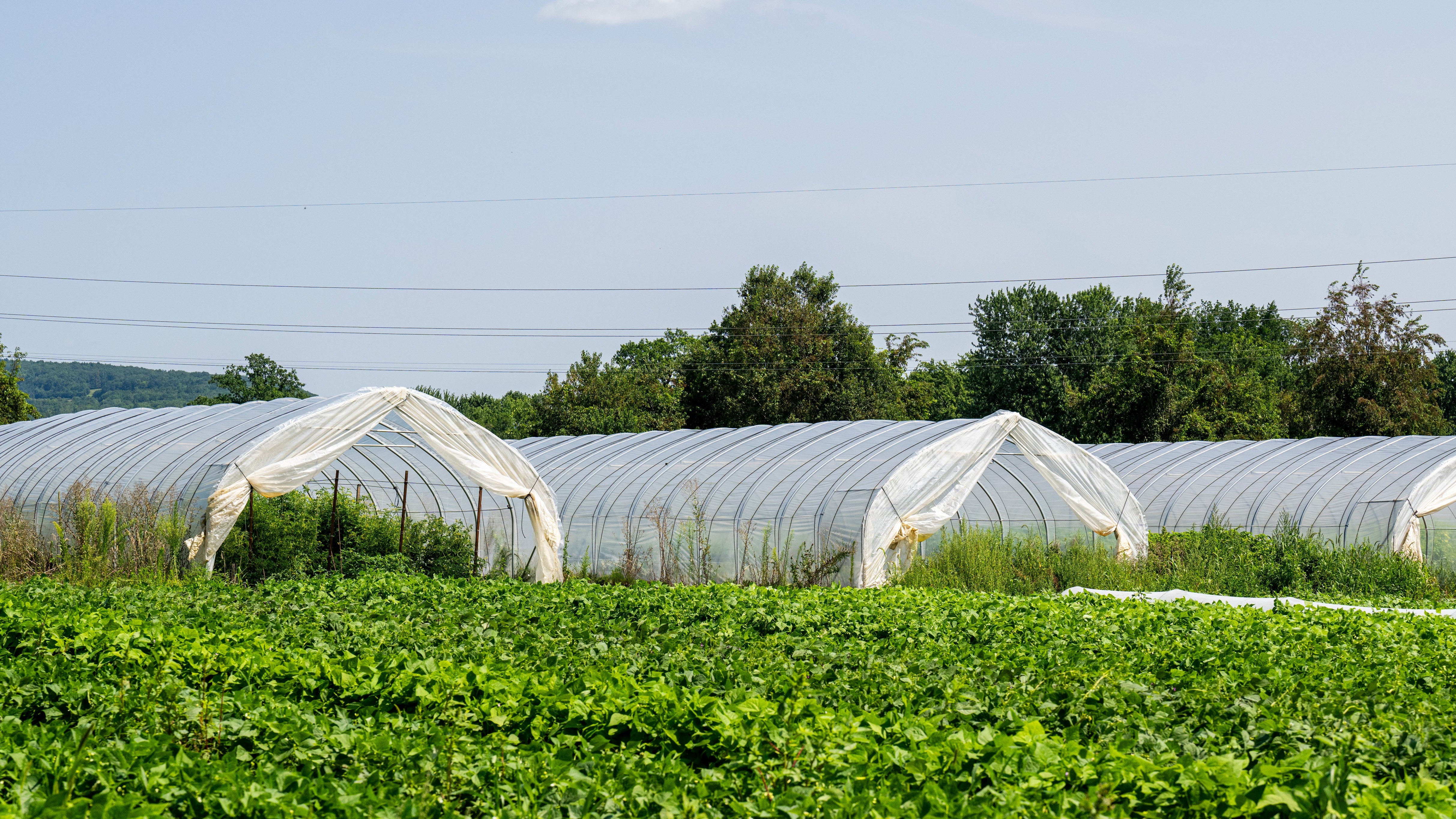 High Tunnels at Norwich Meadows Farm
