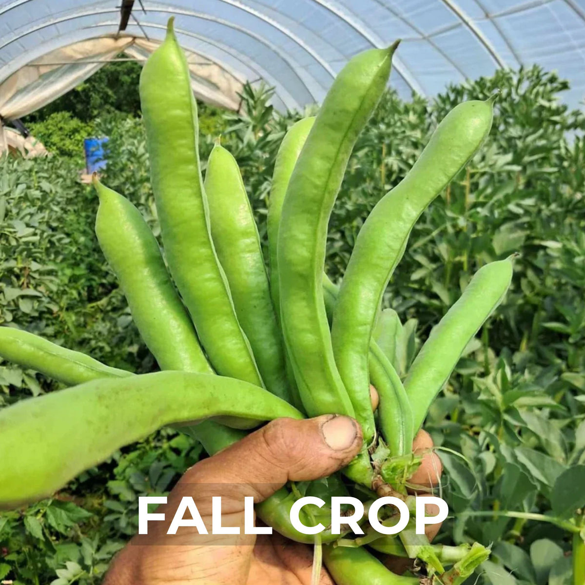 Fall Fava Bean harvest - fresh organic and from noriwch meadows farm in the field, held by one of our field managers