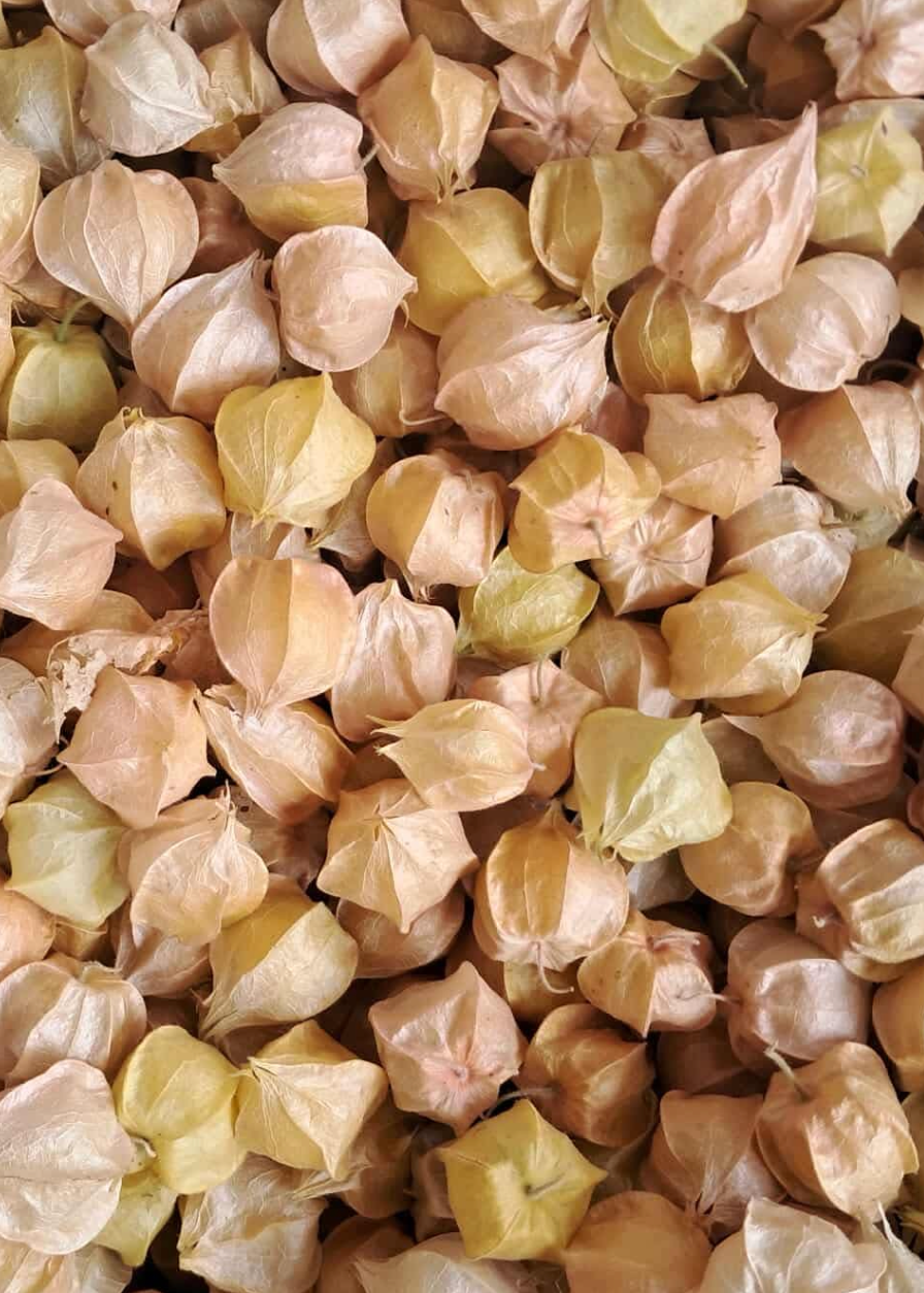 Husk Cherries used for Norwich Meadows Farm Jam