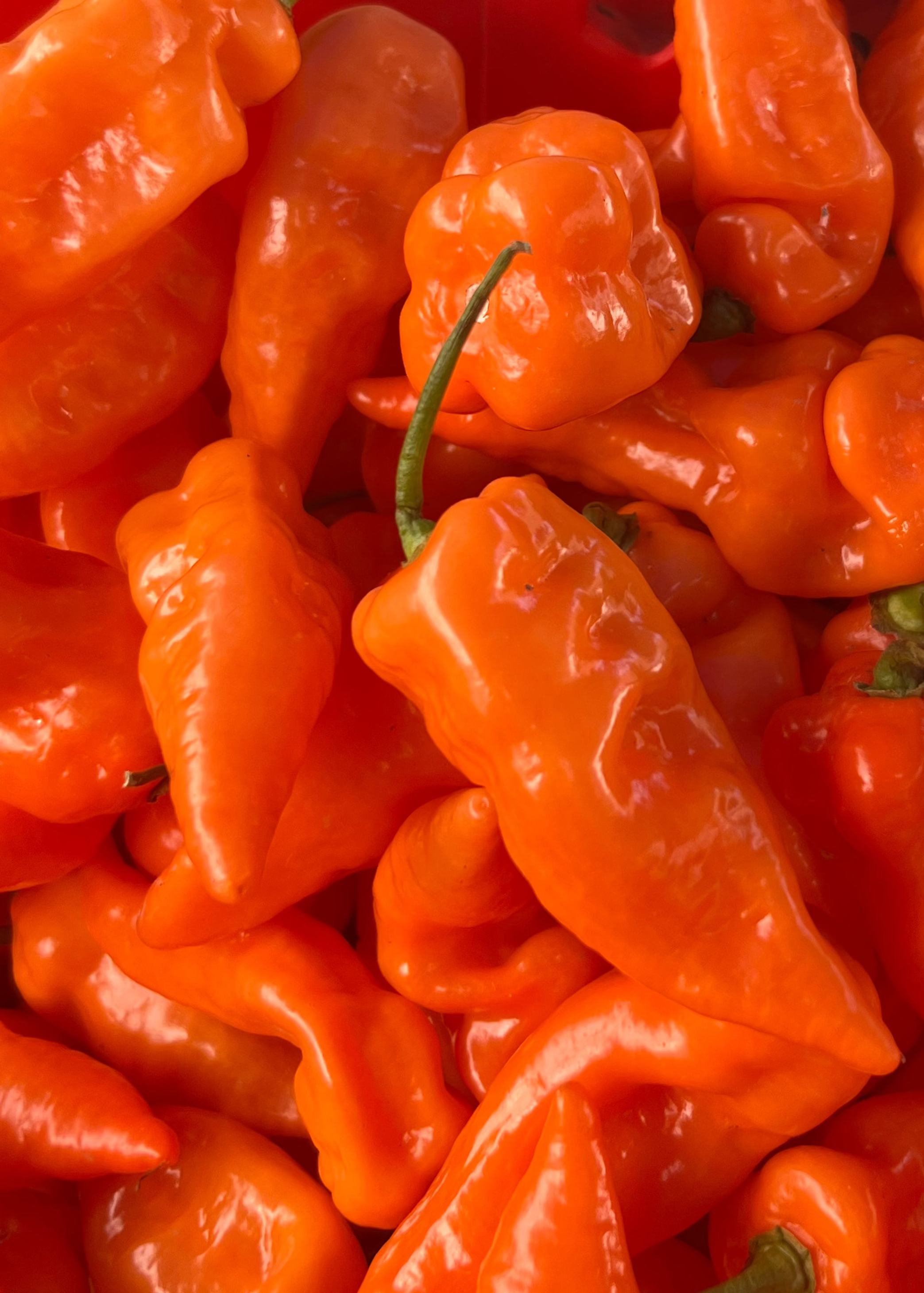 Habanada - no heat habanero peppers for NMF Jams