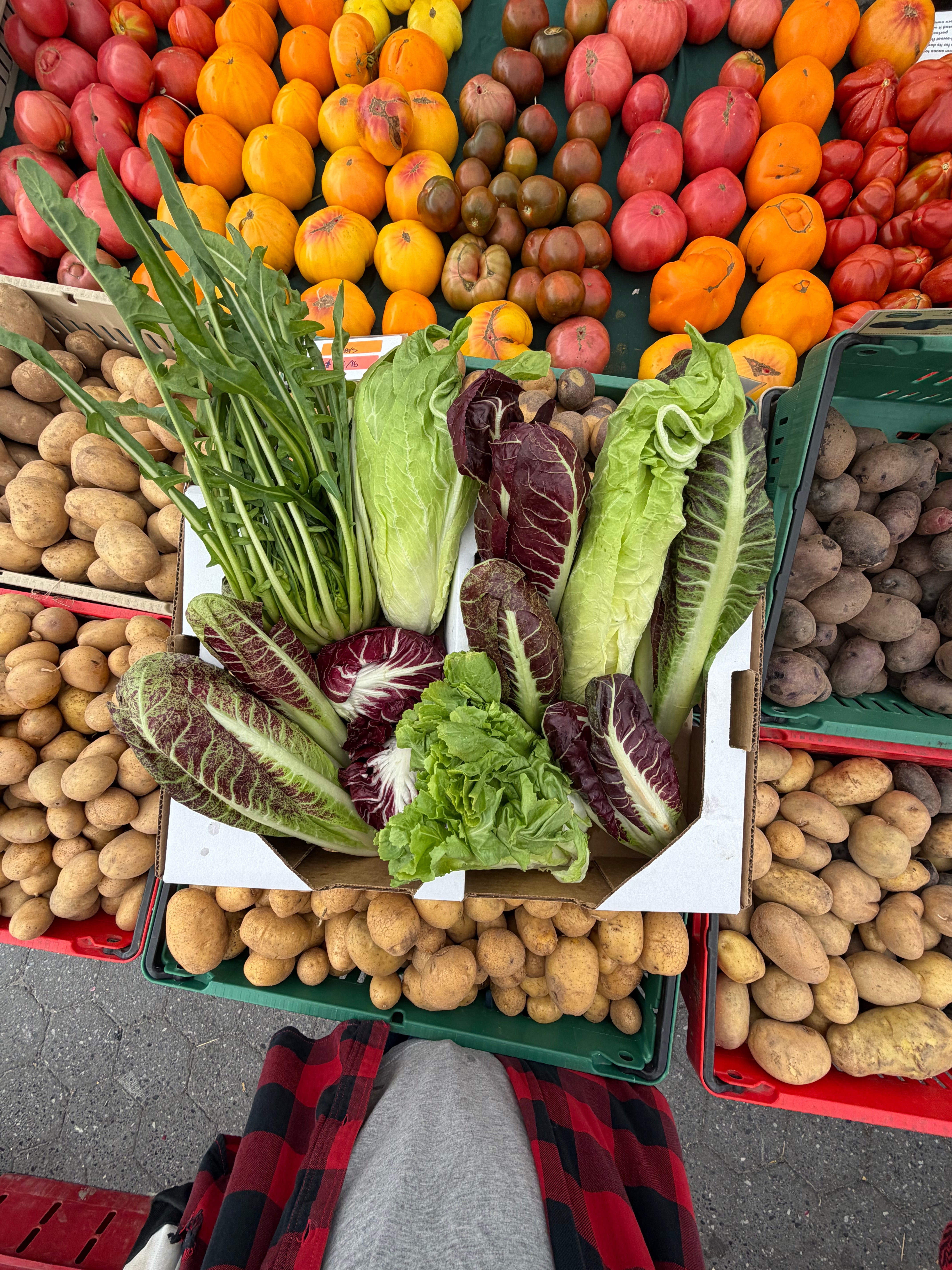 Fall Chicory & Radicchio Box