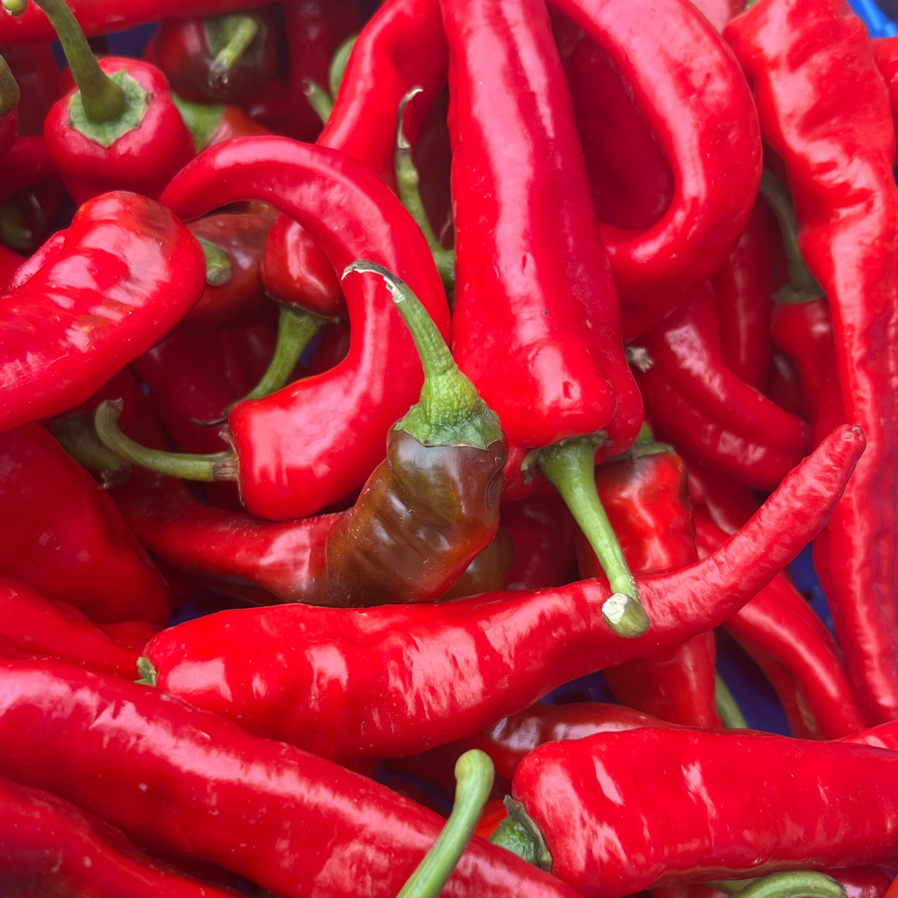 A close up of Jimmy Nardllo Peppers harvested from Norwich Meadows Farm.