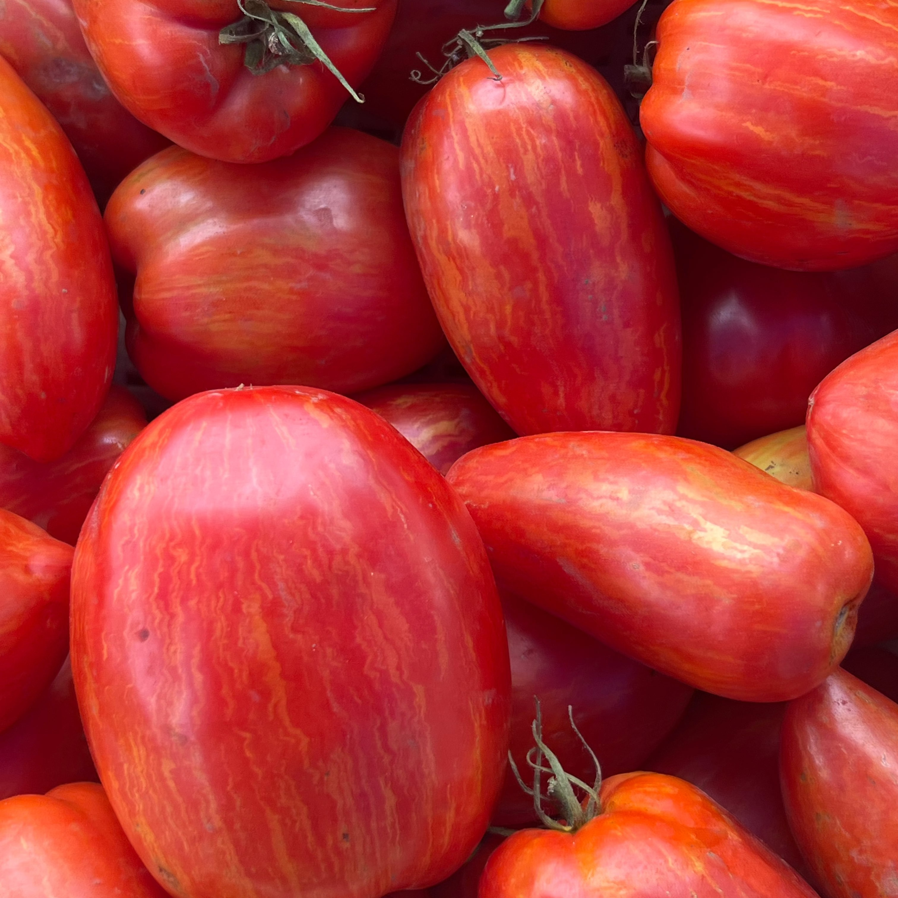 Heirloom Sauce Toamto for CSA