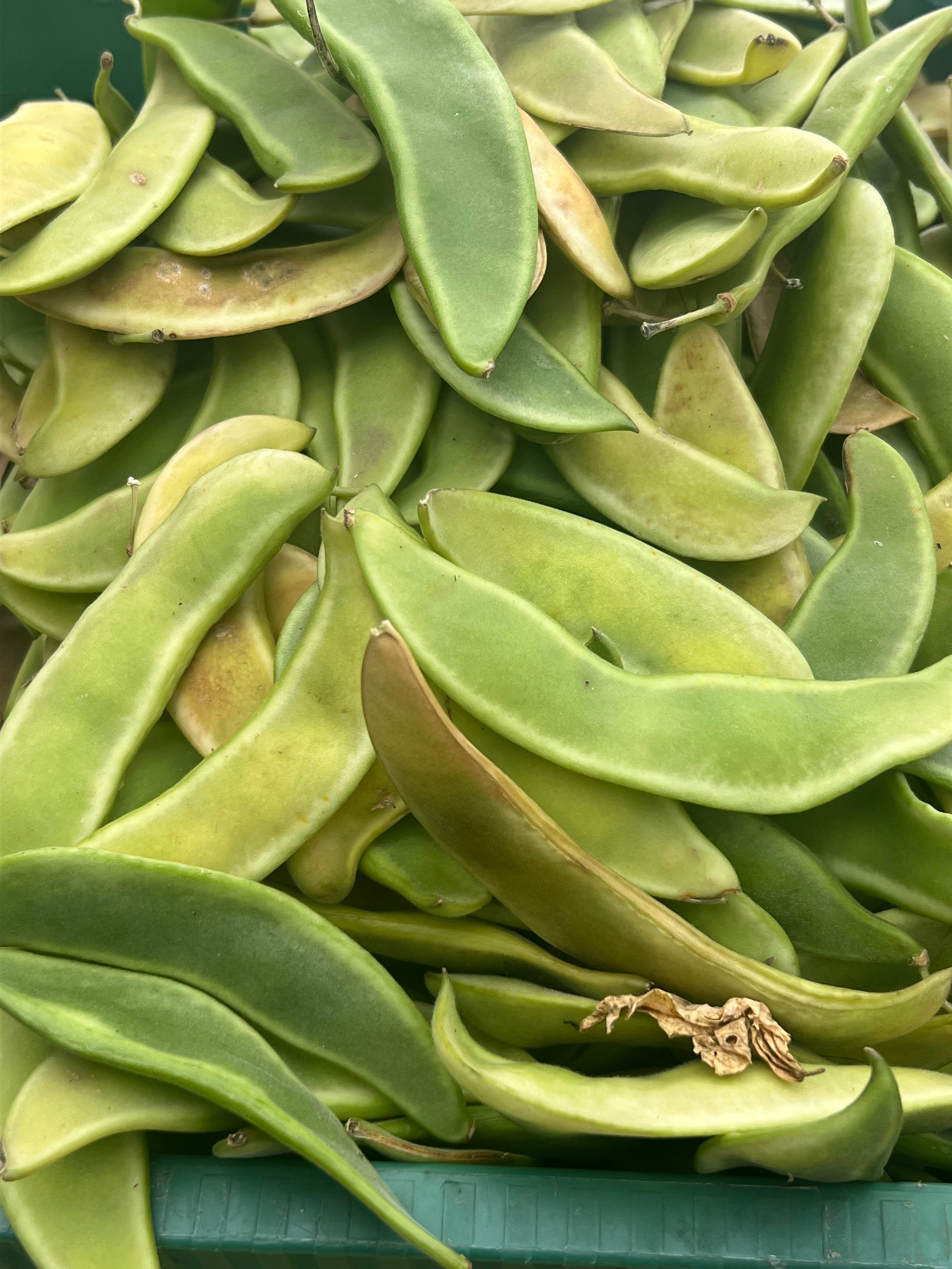 Fresh Shelling Bean Collection