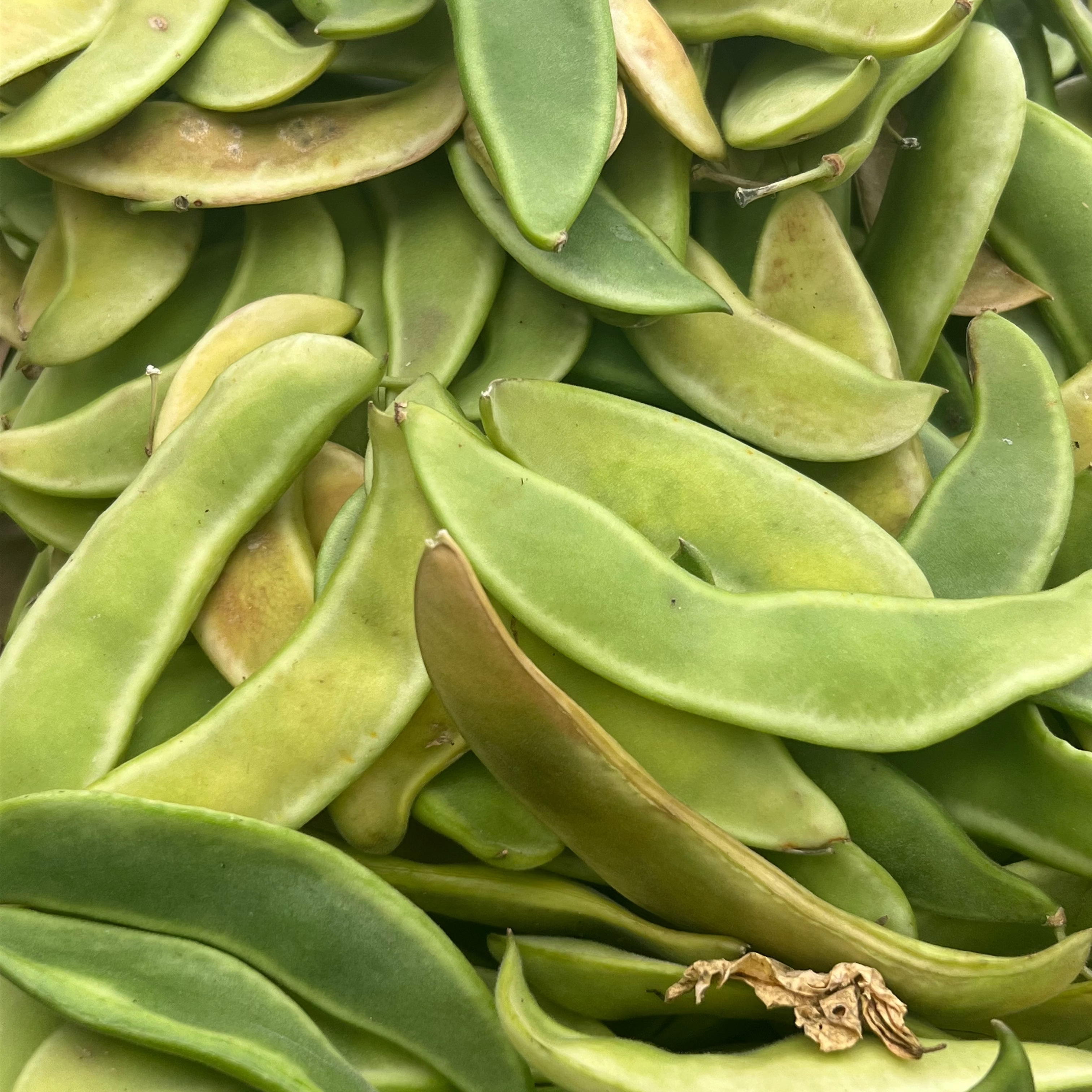 Lima Beans from Norwich Meadows Farm.