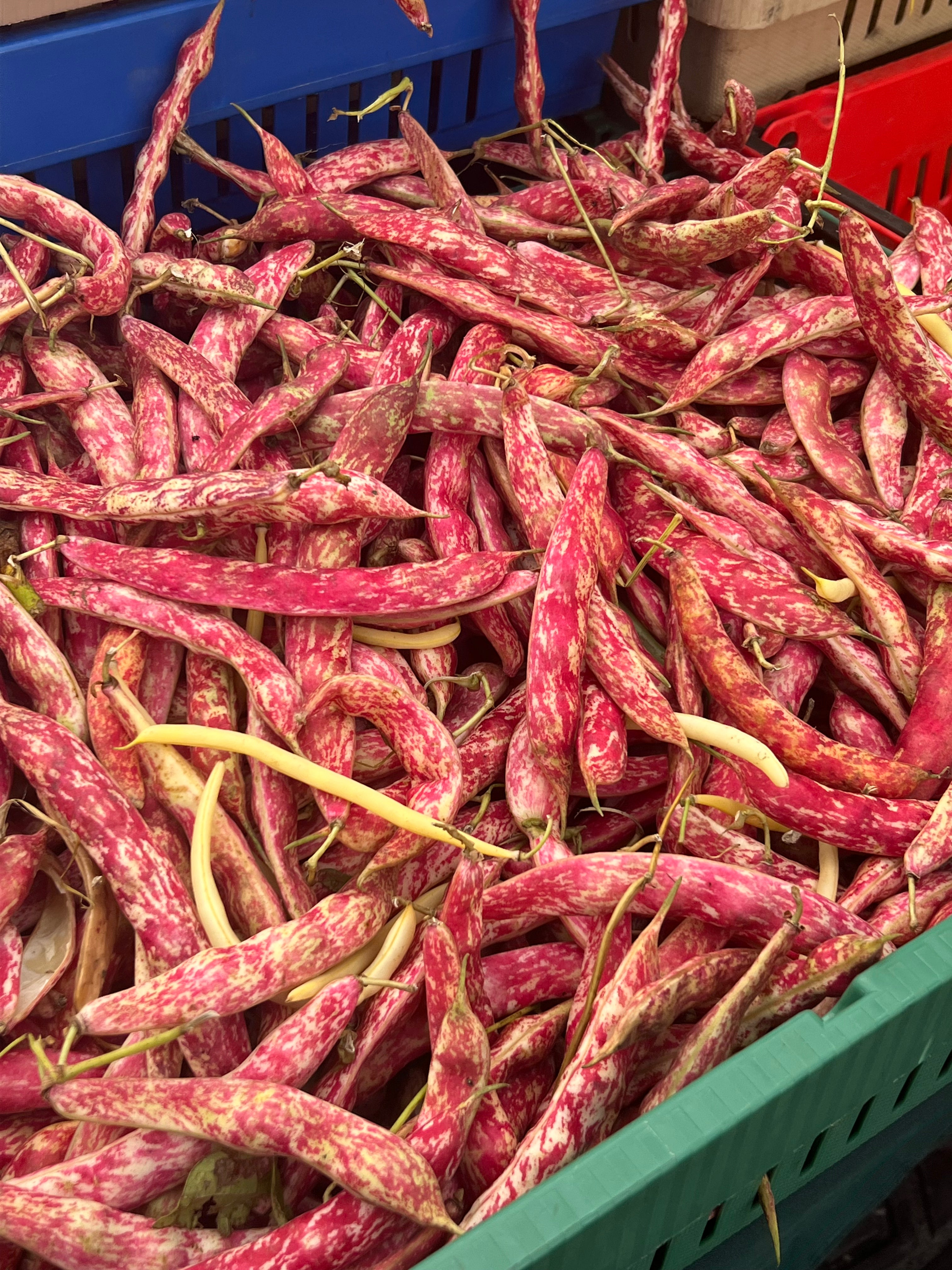 Fresh Shelling Bean Collection