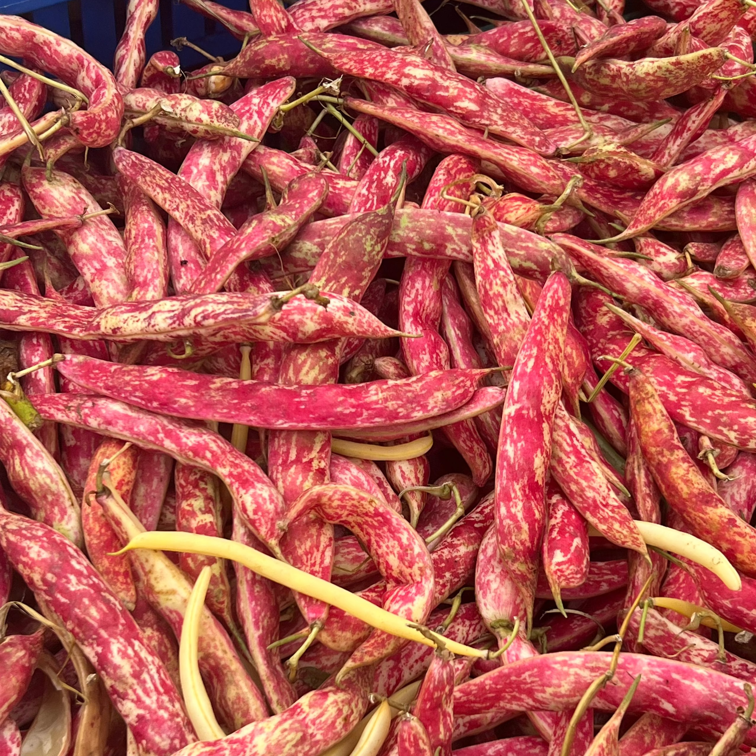 Red beans in a blue basket with a red background