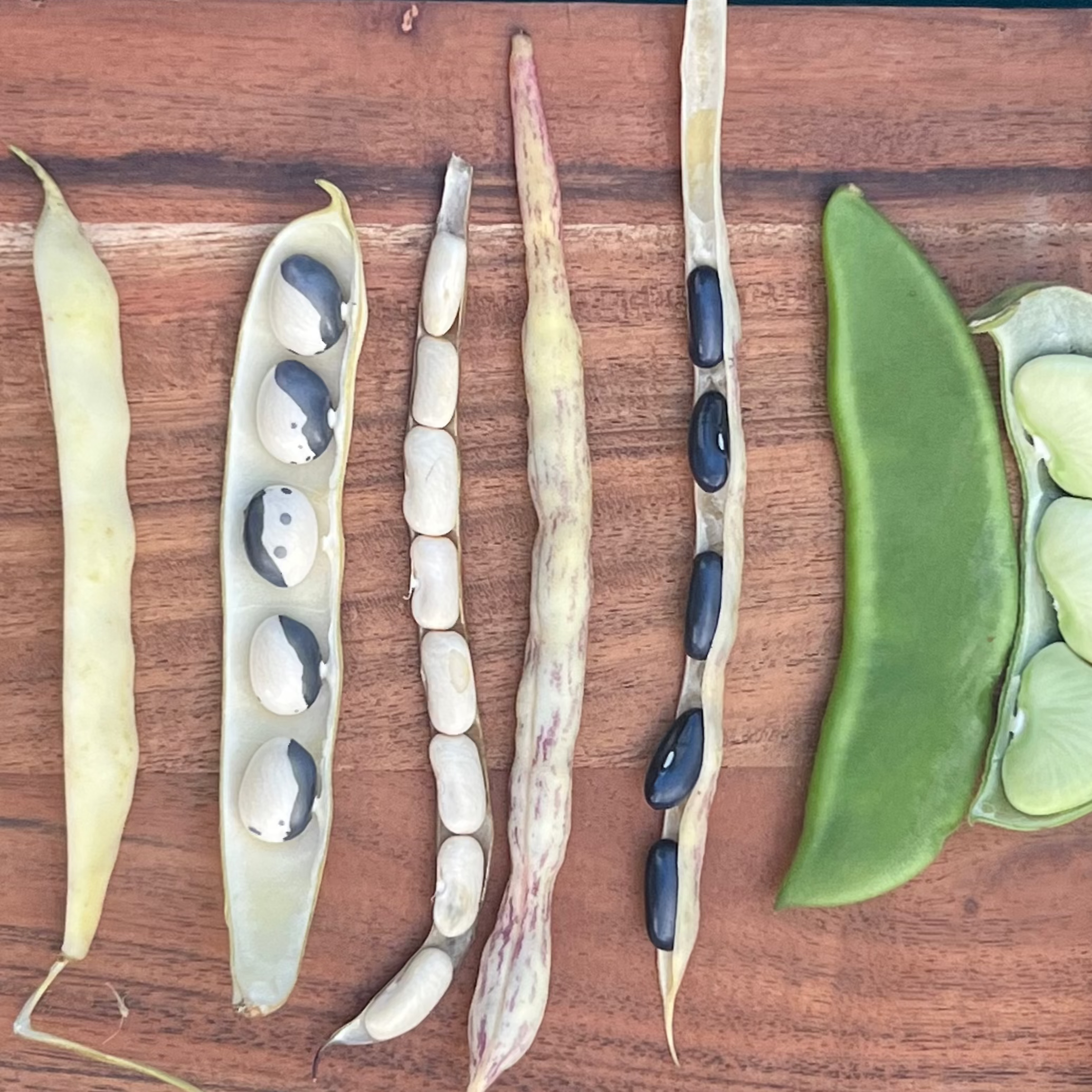 Norwich Meaodws Farm - Fresh Shelling Beans.