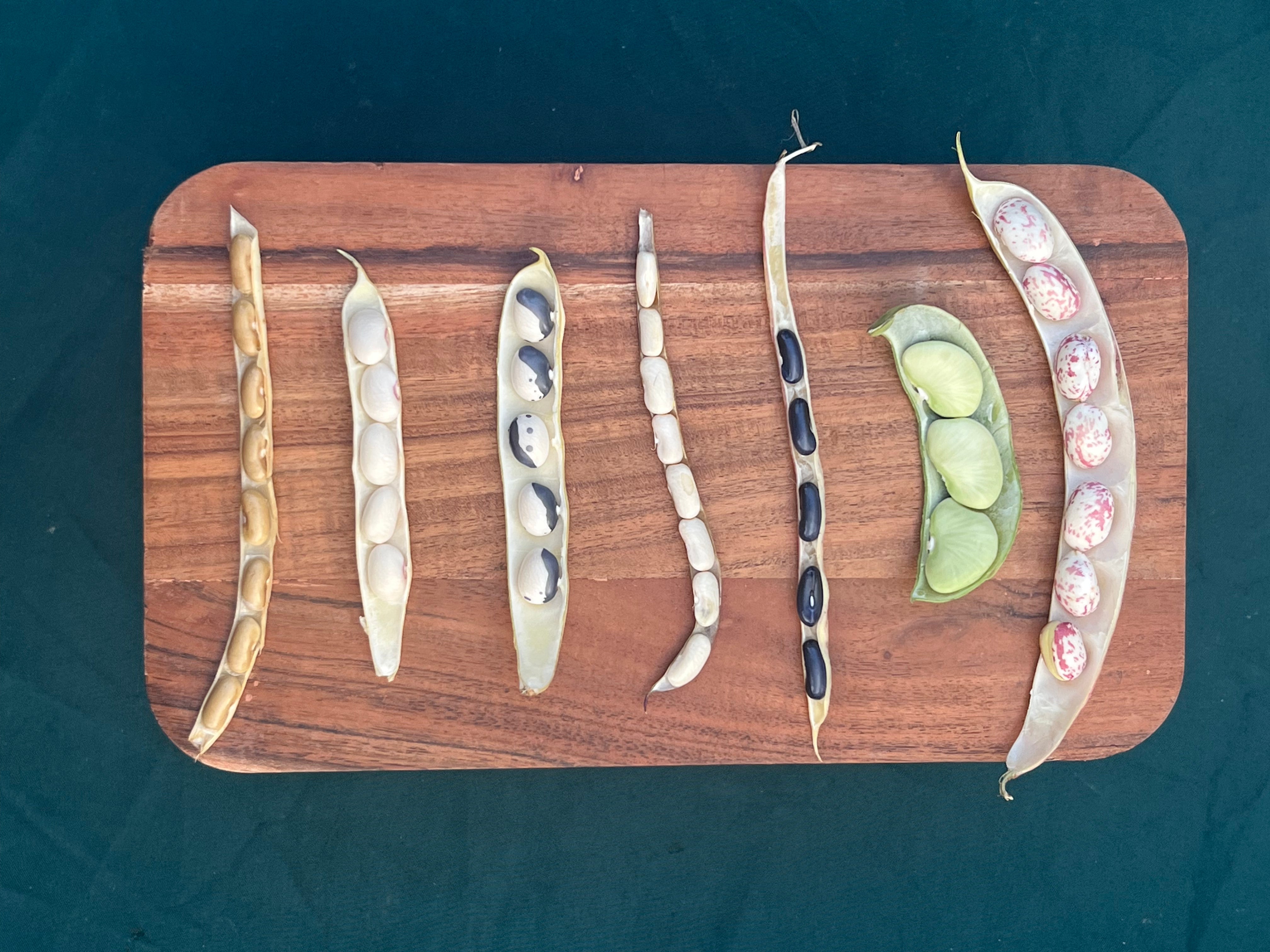 Fresh Shelling Bean Collection