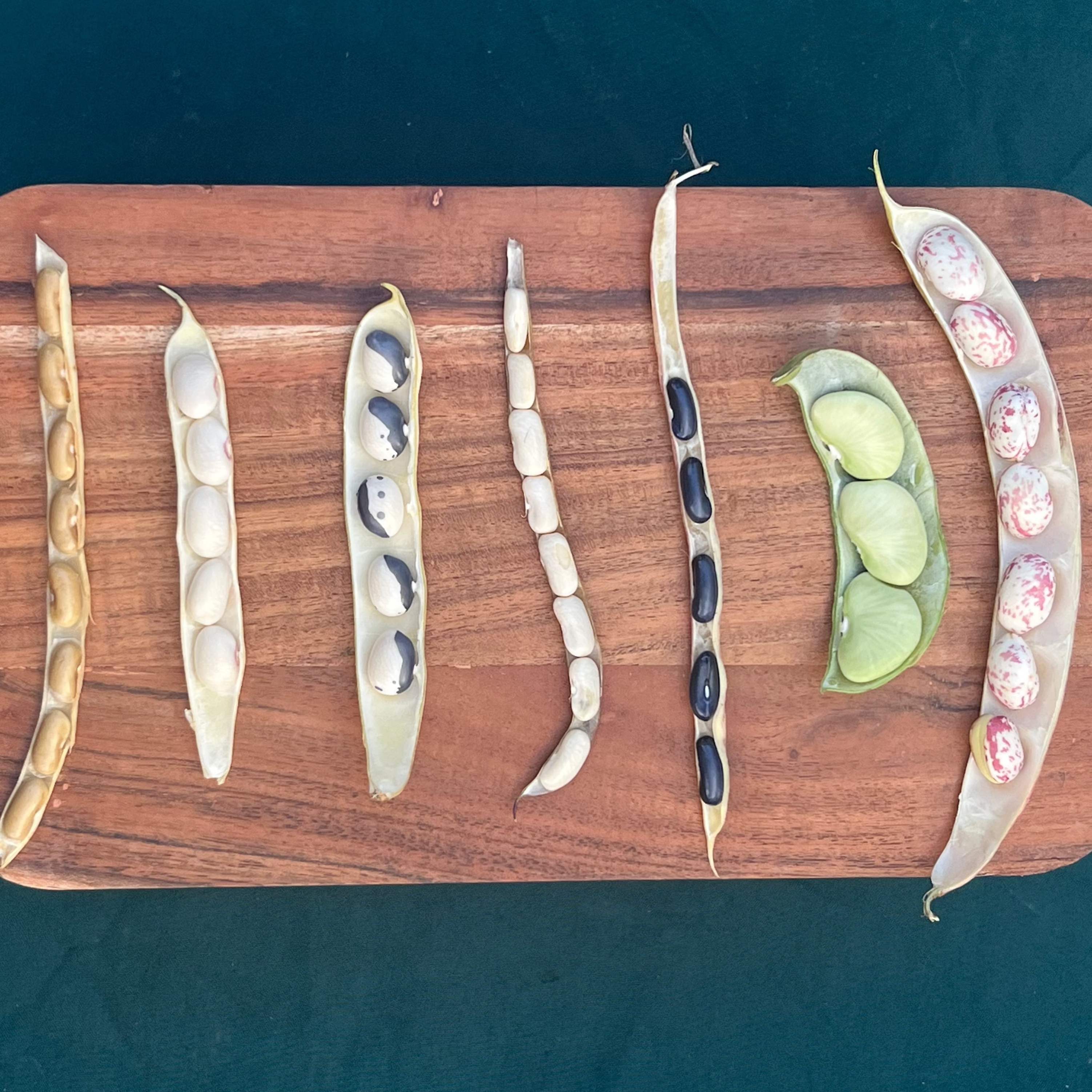 A collection of Norwich Meadows Farm Shelling Beans.