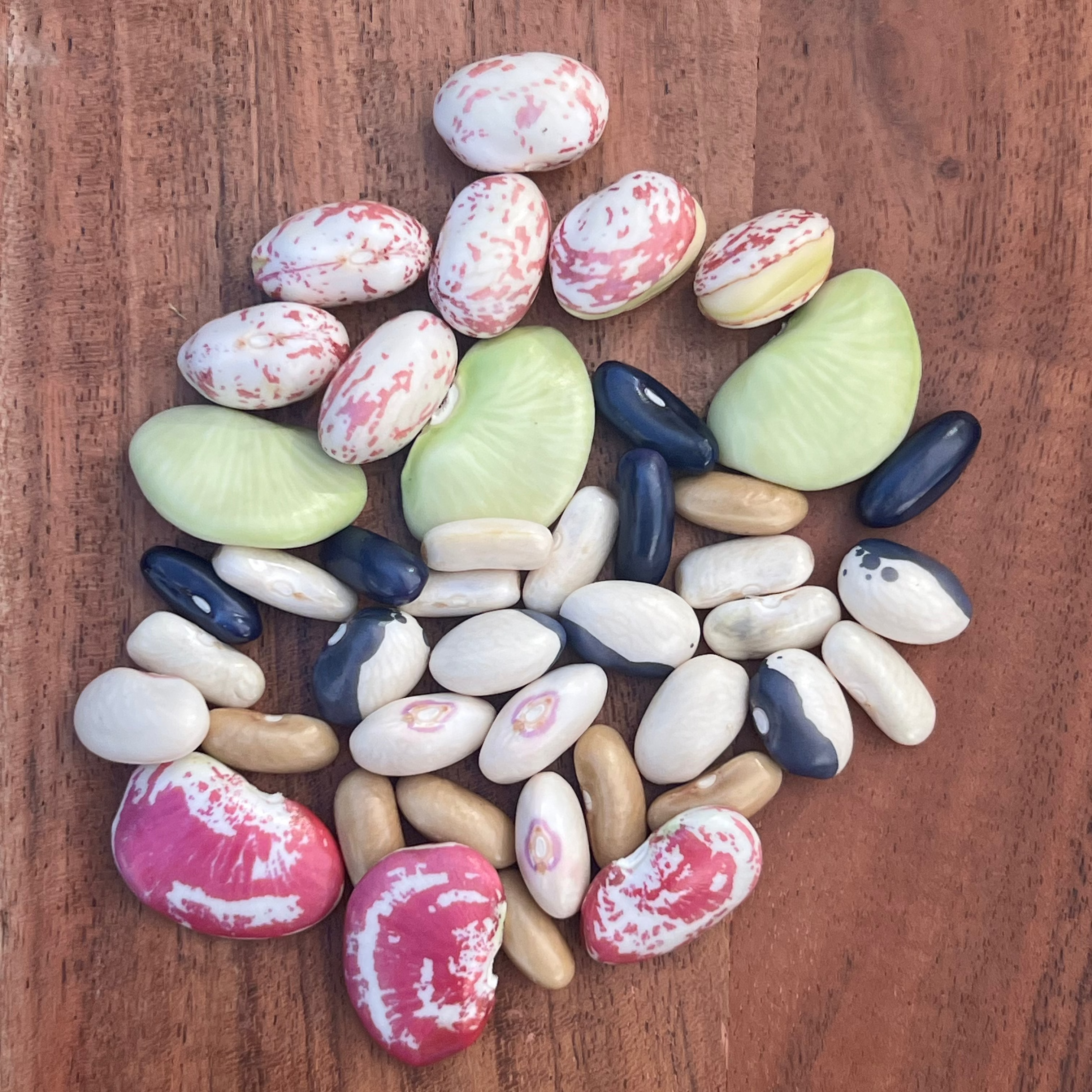Assorted fresh shelling beans arranged in the kitchen of a Norwich Meadows Farm.