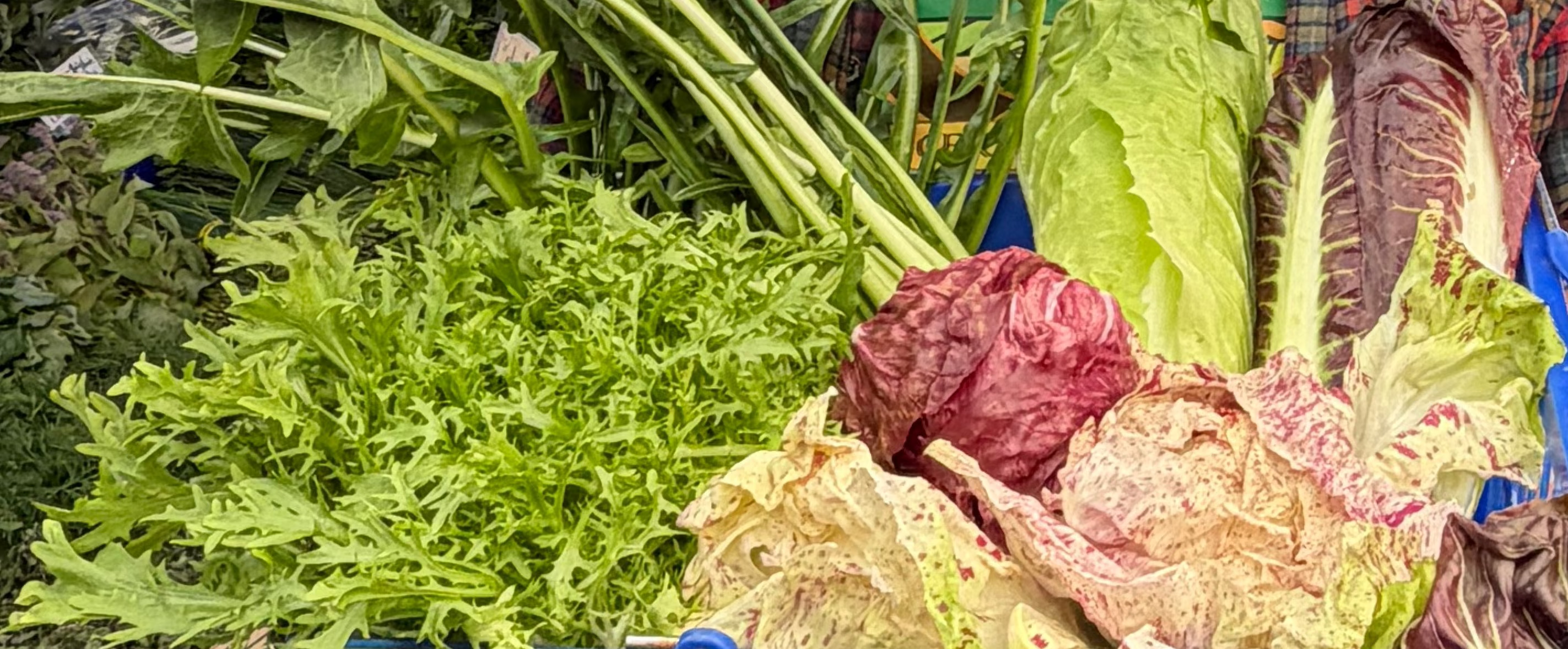 Radicchio and chicory, organically grown on our farm in Norwich, NY